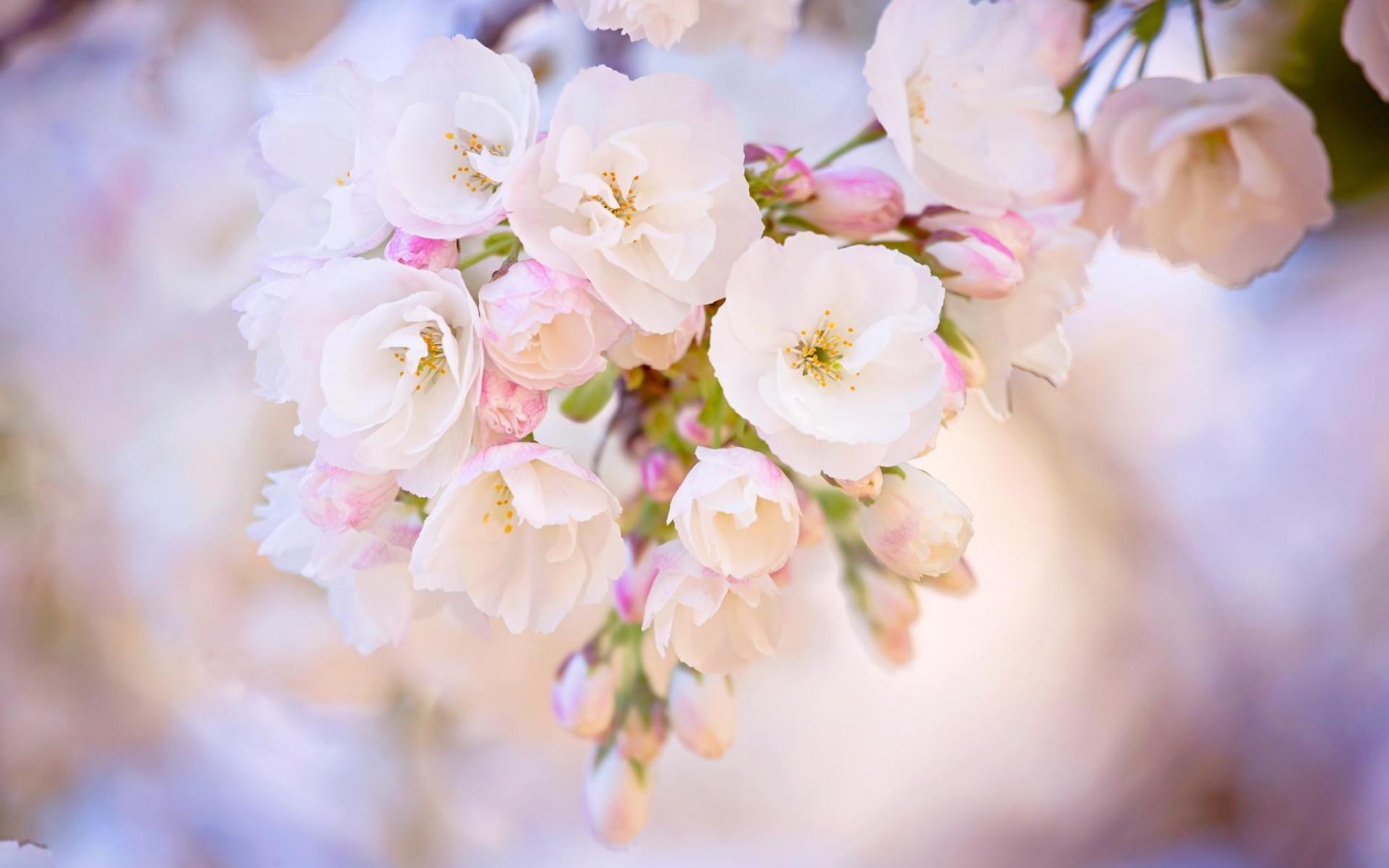 1920x1200 White Cherry Blossom Wallpaper