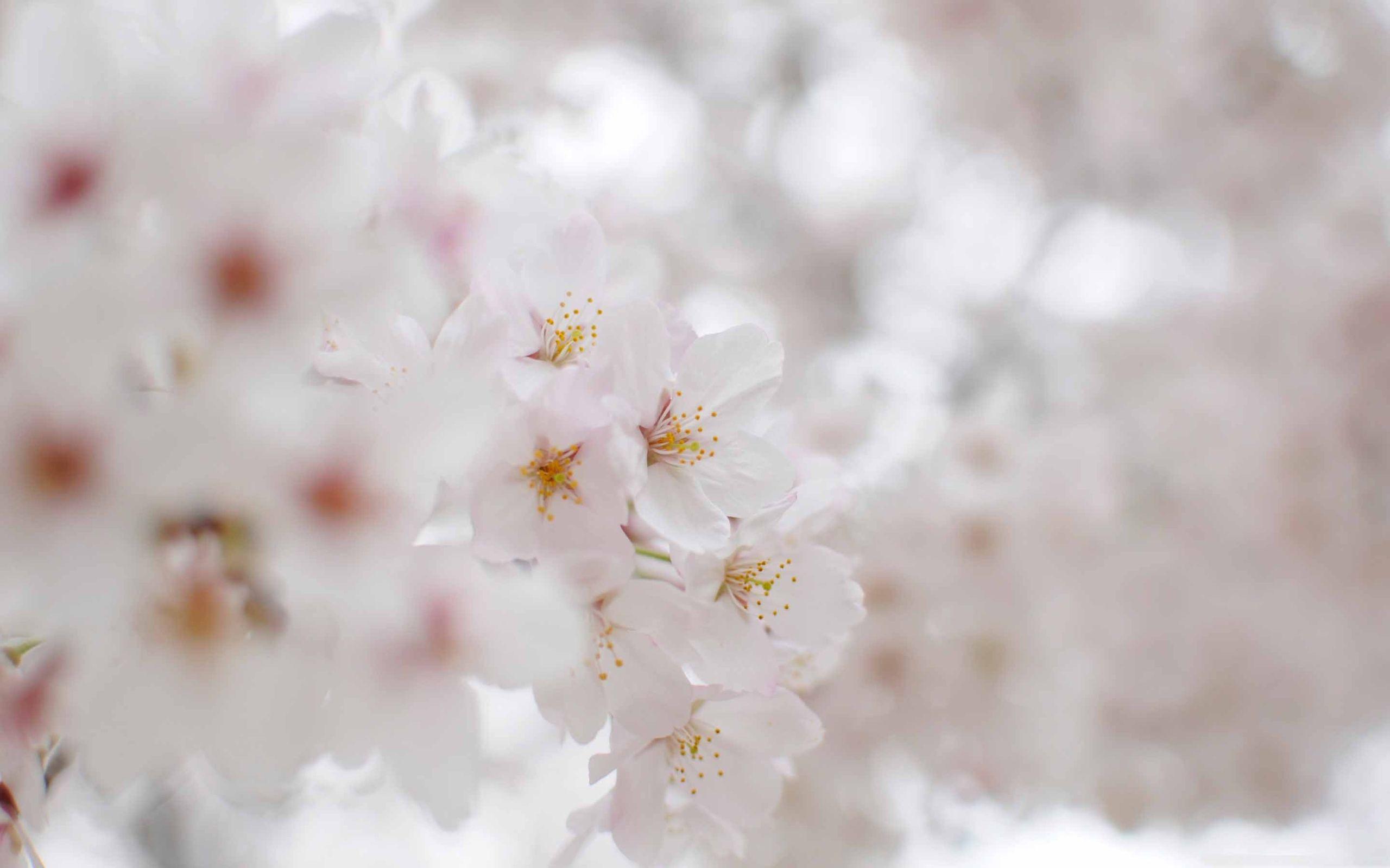 2560x1600 White Cherry Blossom Macro MacBook Air Wallpaper Download