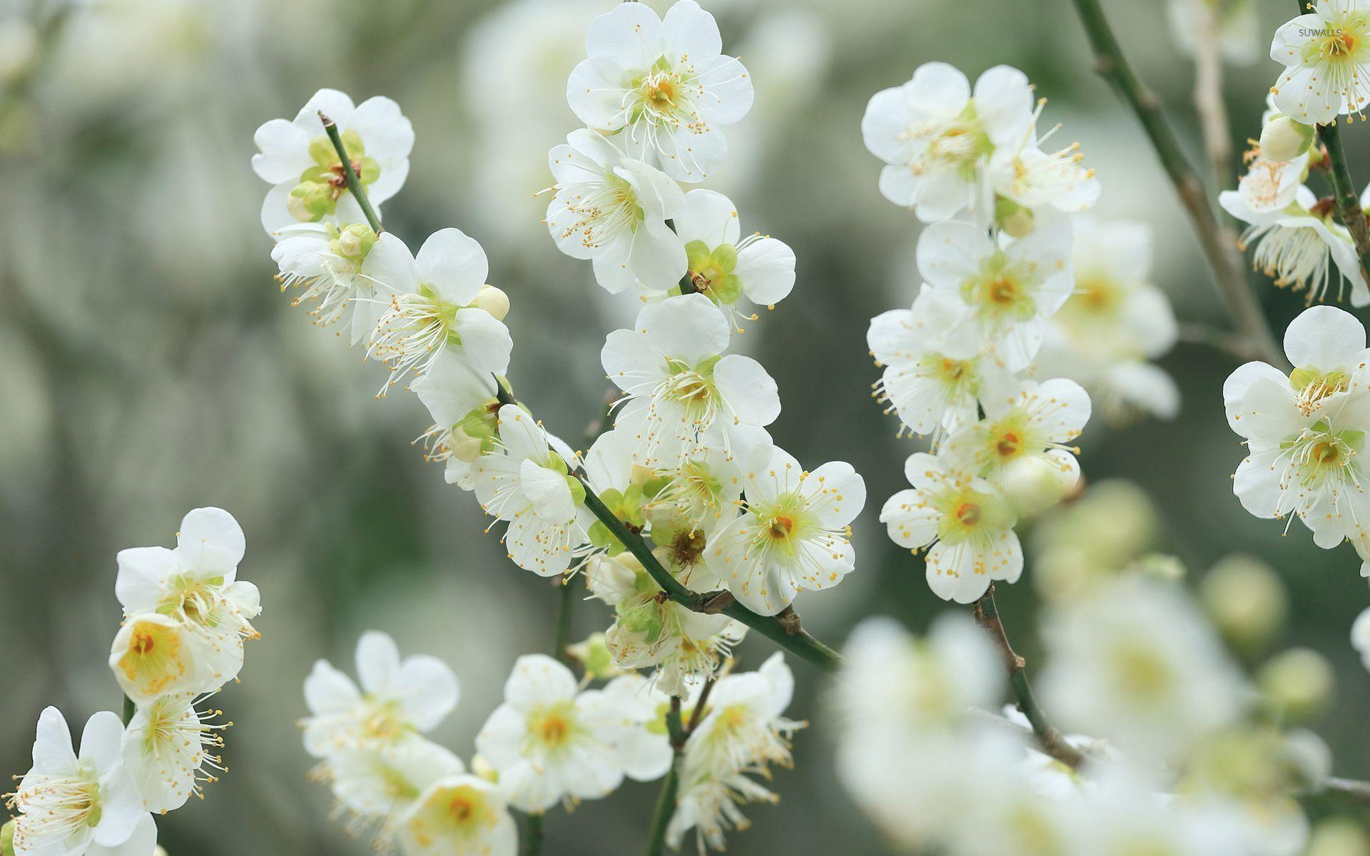 1920x1200 White cherry blossom wallpaper wallpaper