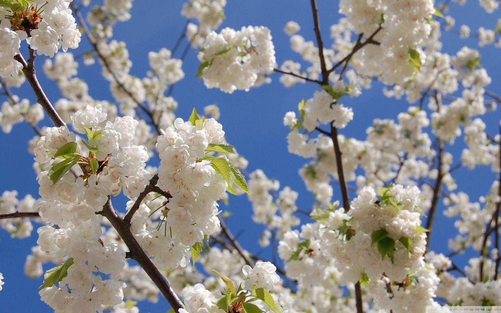 1680x1050 Free download Japanese Cherry Blossom Wallpaper 1920x1080 White
