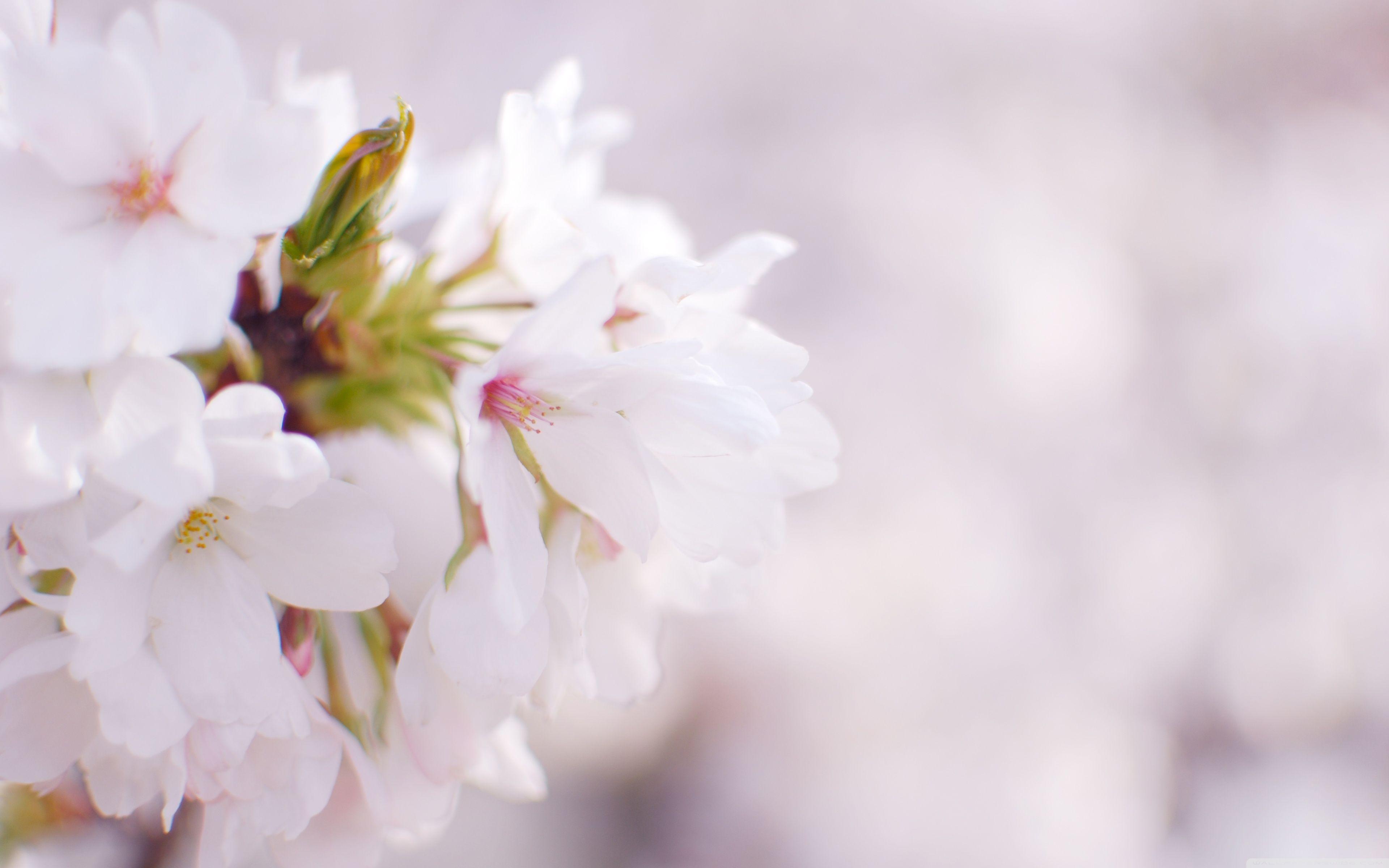 3840x2400 Download White Cherry Blossom UltraHD Wallpaper
