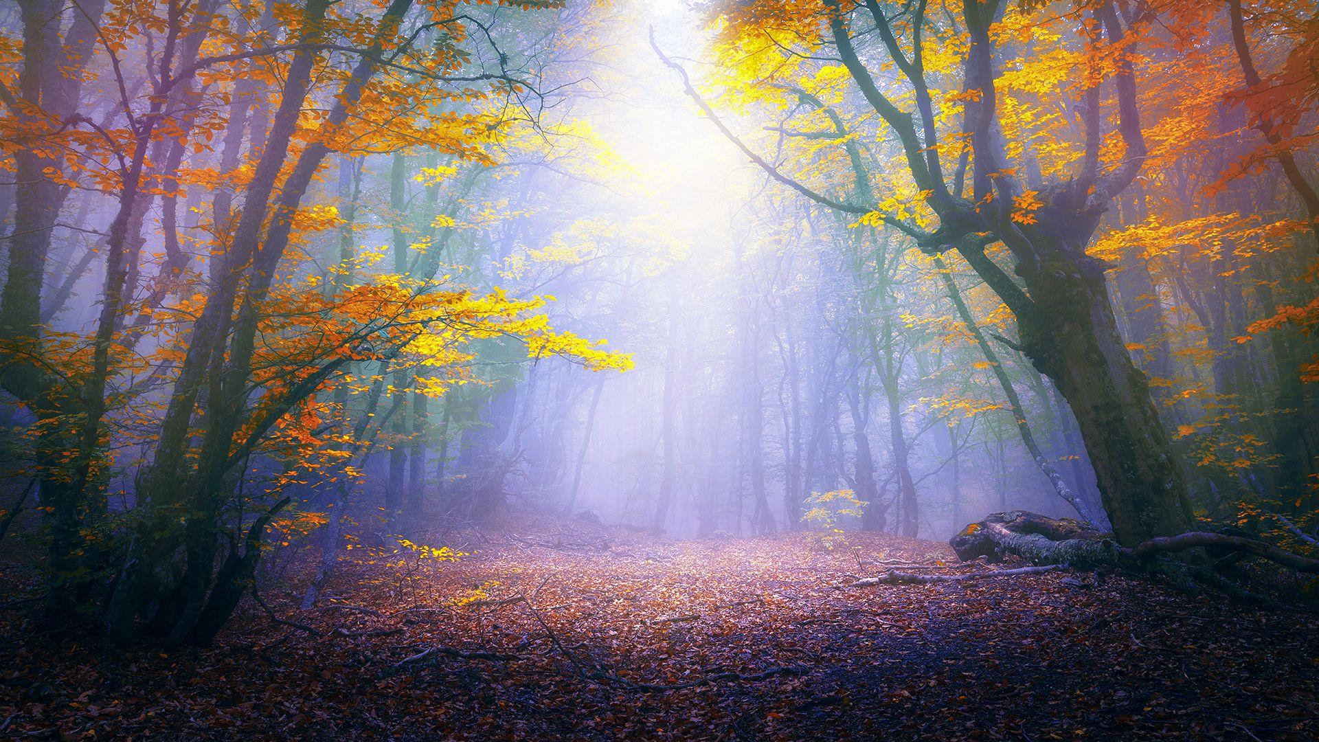 Magical Forest 4k Wallpapers Top Free Magical Forest - vrogue.co