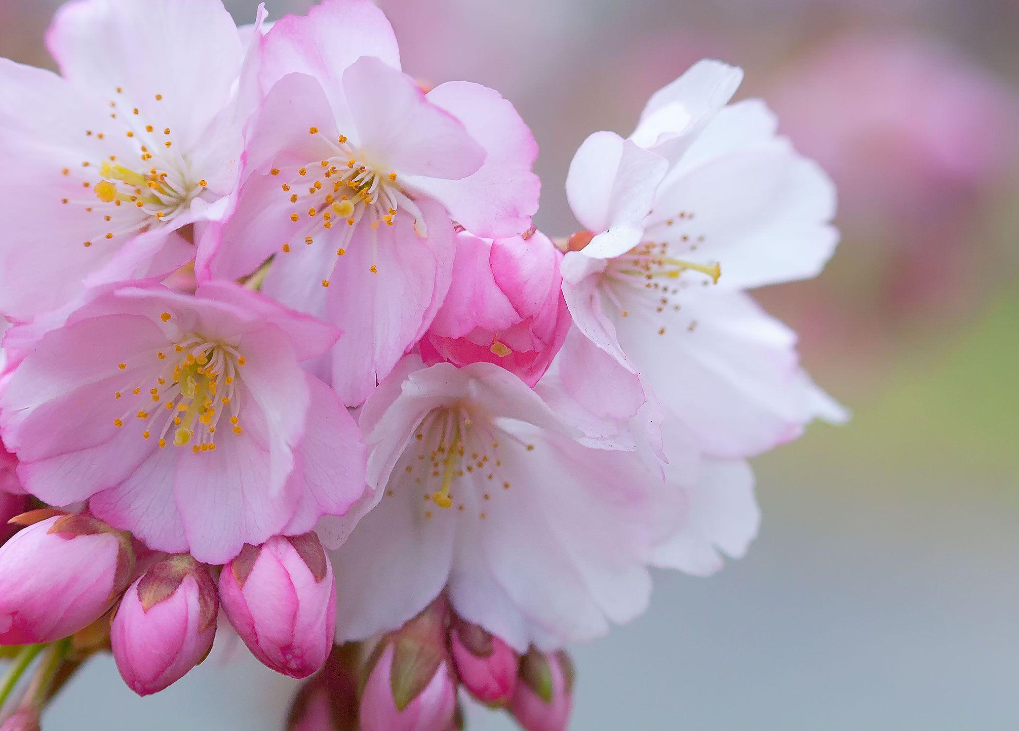 2012x1444 Free Cherry Blossom Wallpaper Brook Park
