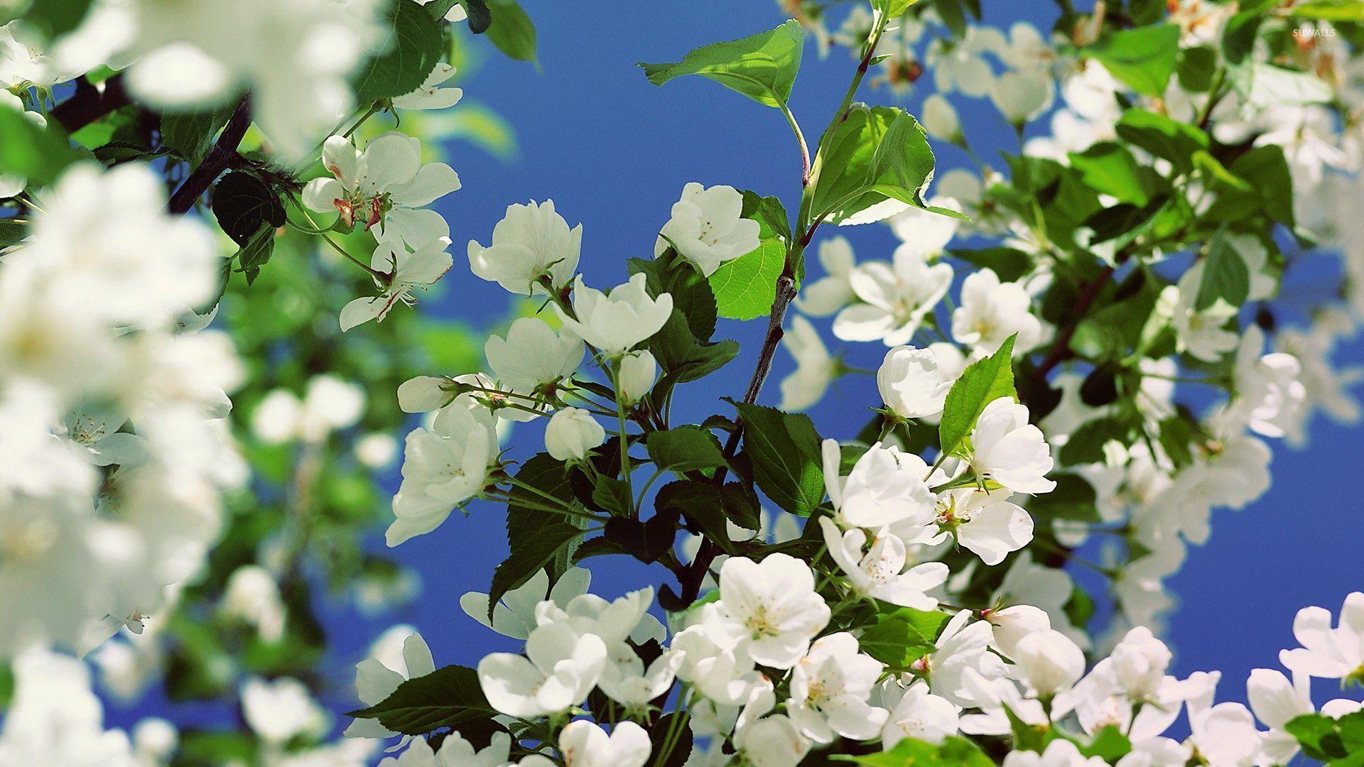 Cherry Blossom White Wallpapers Top Free Cherry Blossom White