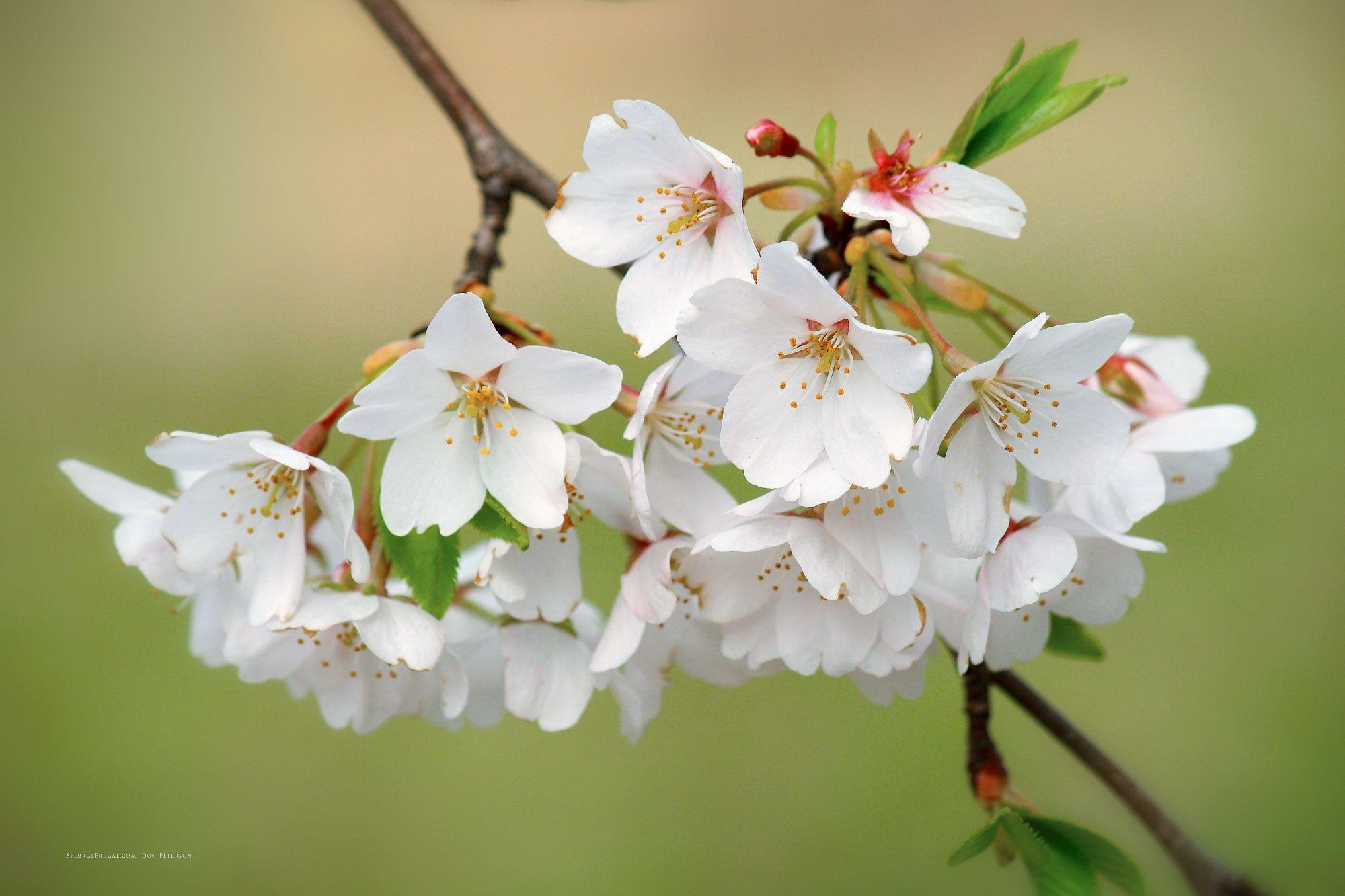 2000x1333 Free Cherry Blossom Wallpaper Brook Park