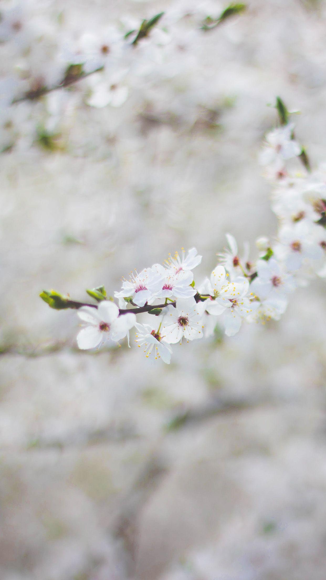1242x2208 Spring Flower Cherry Blossom Bokeh Wallpaper