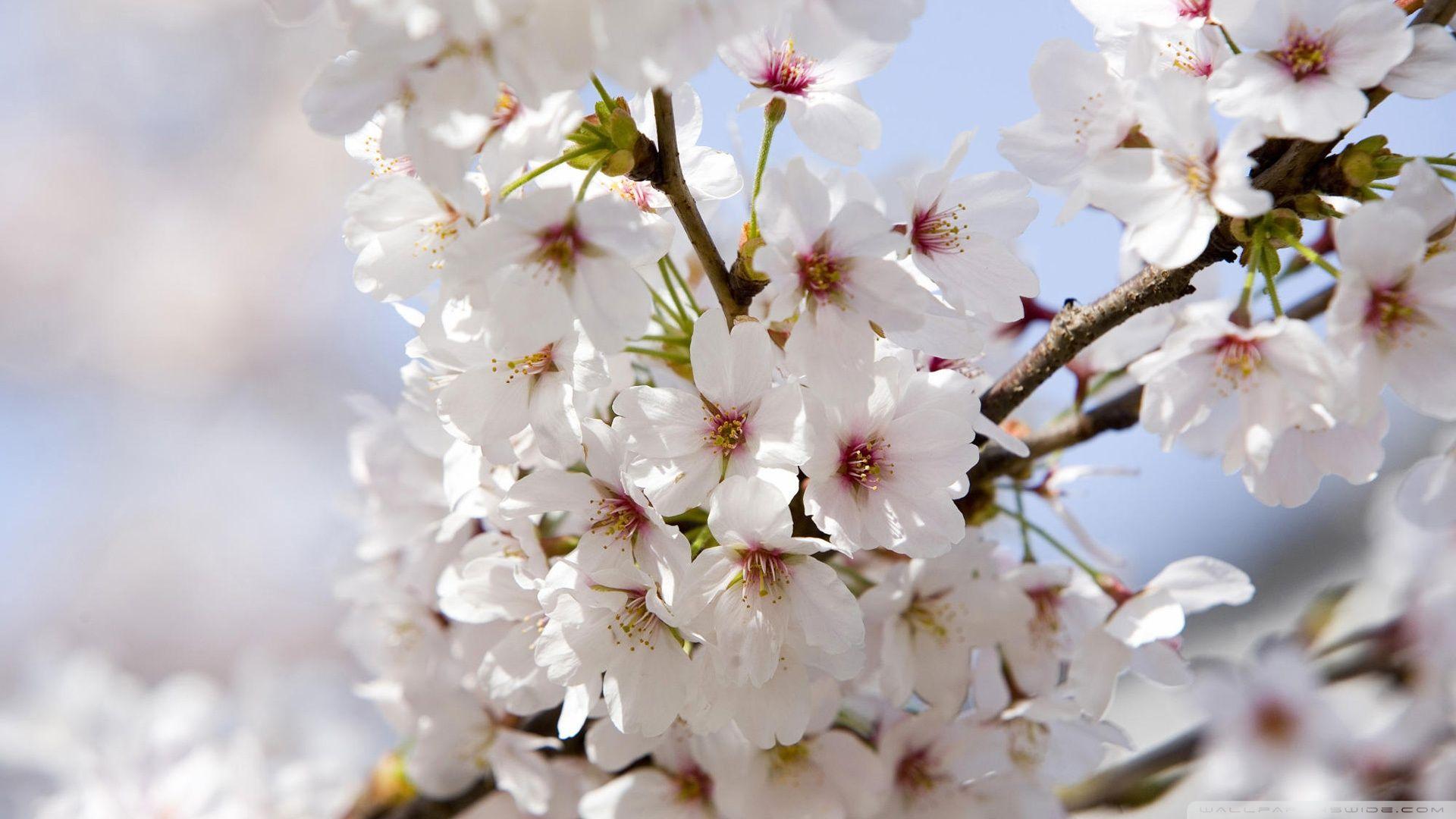 1920x1080 Japanese Cherry Blossom Wallpaper 1920x1080