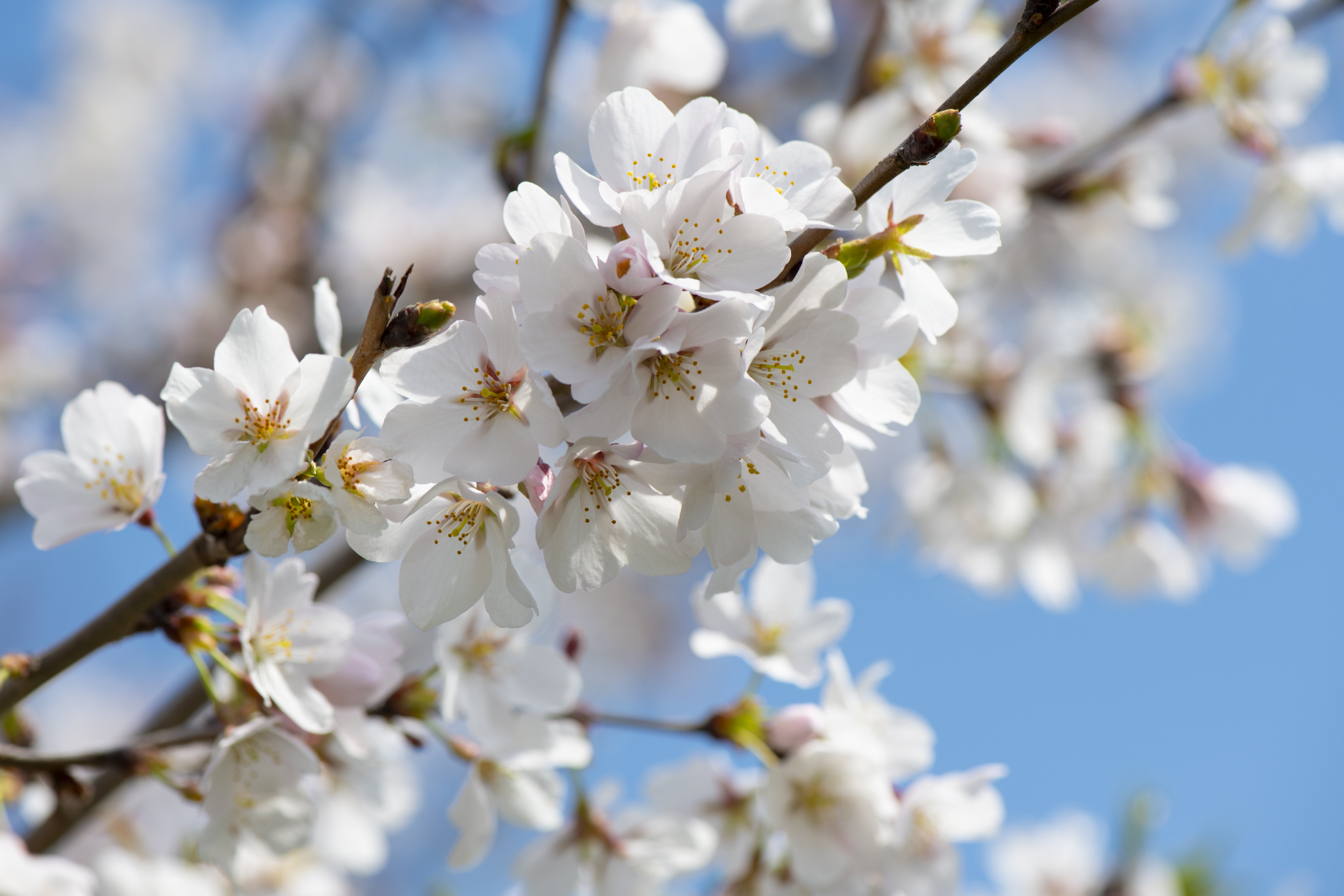 8192x5461 White Cherry Blossom Tree Cherry Blossom, Download