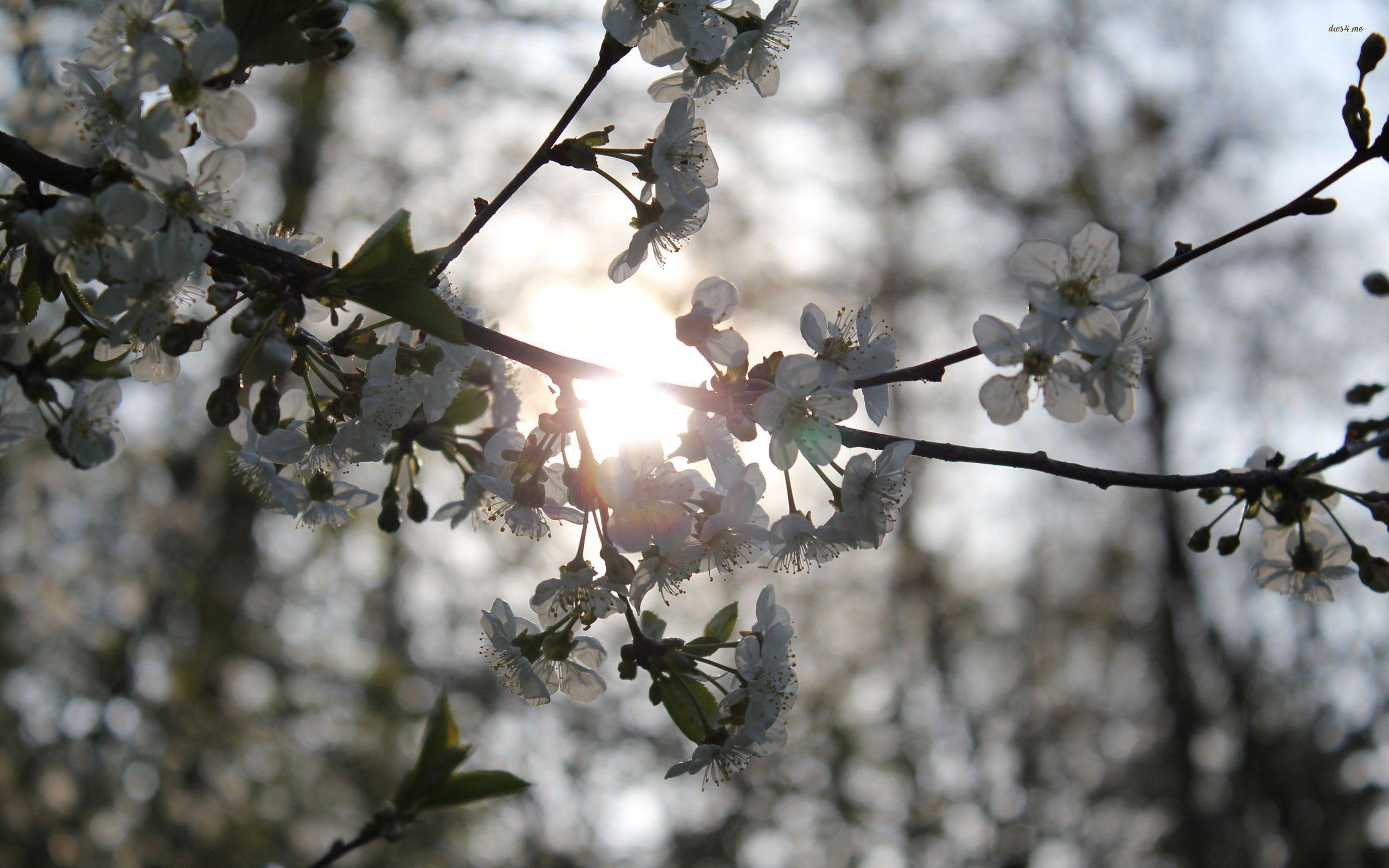 2560x1600 White Cherry Blossom Wallpaper