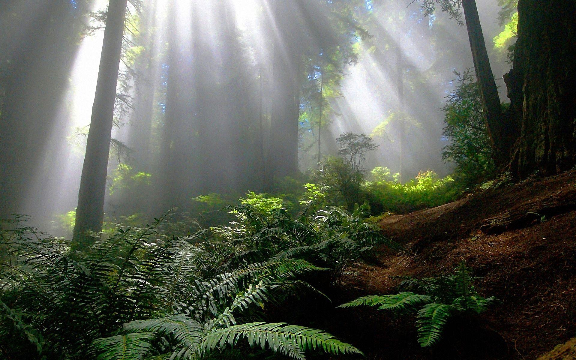1920x1200 Download Fairy Forest Background Wallpaper