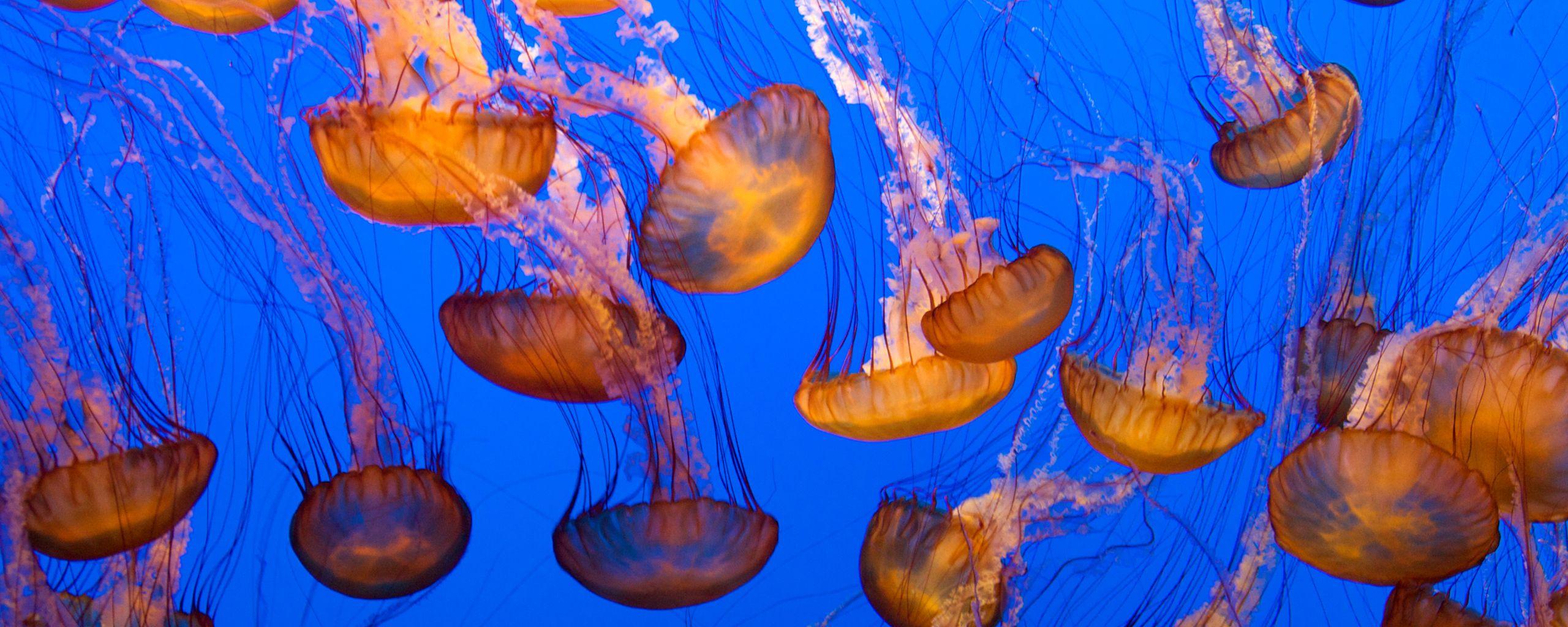 2560x1024 Download Animal Jellyfish Wallpaperx1024