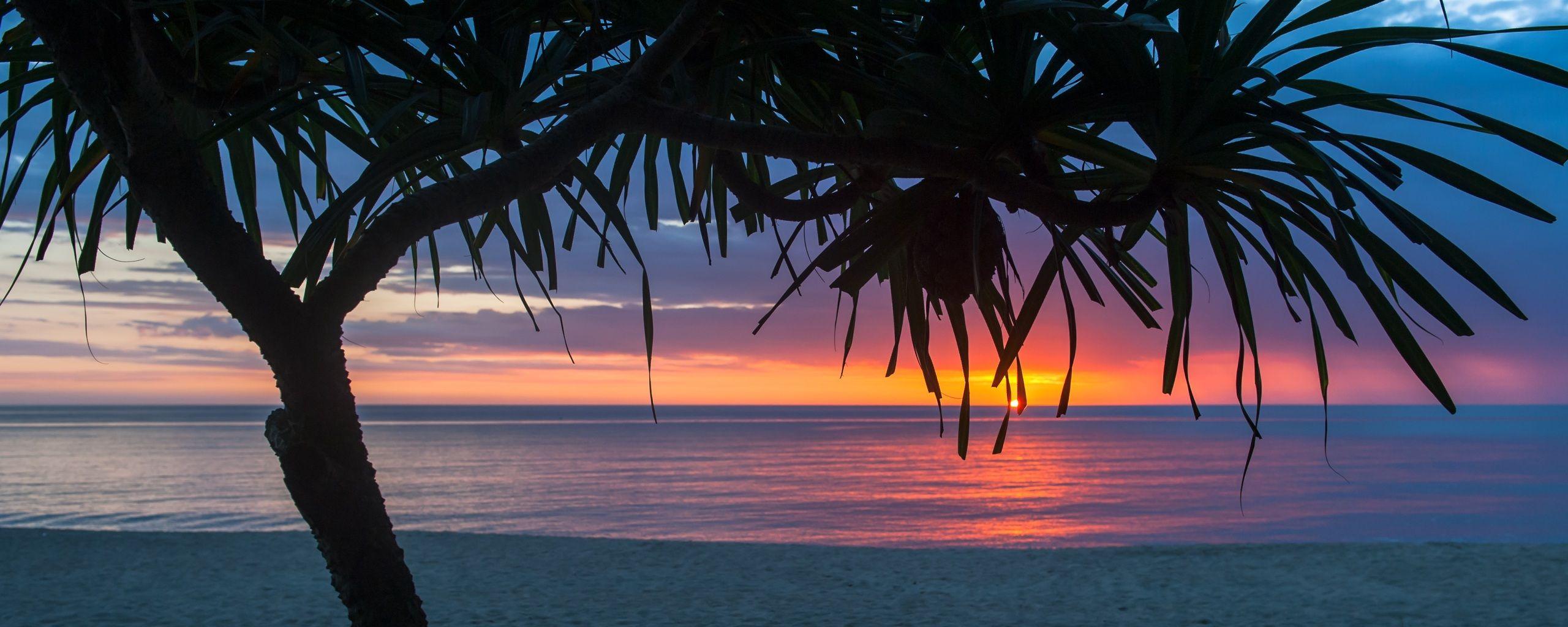 2560x1024 Tree Beach Seashore Summer 2560x1024 Resolution HD 4k