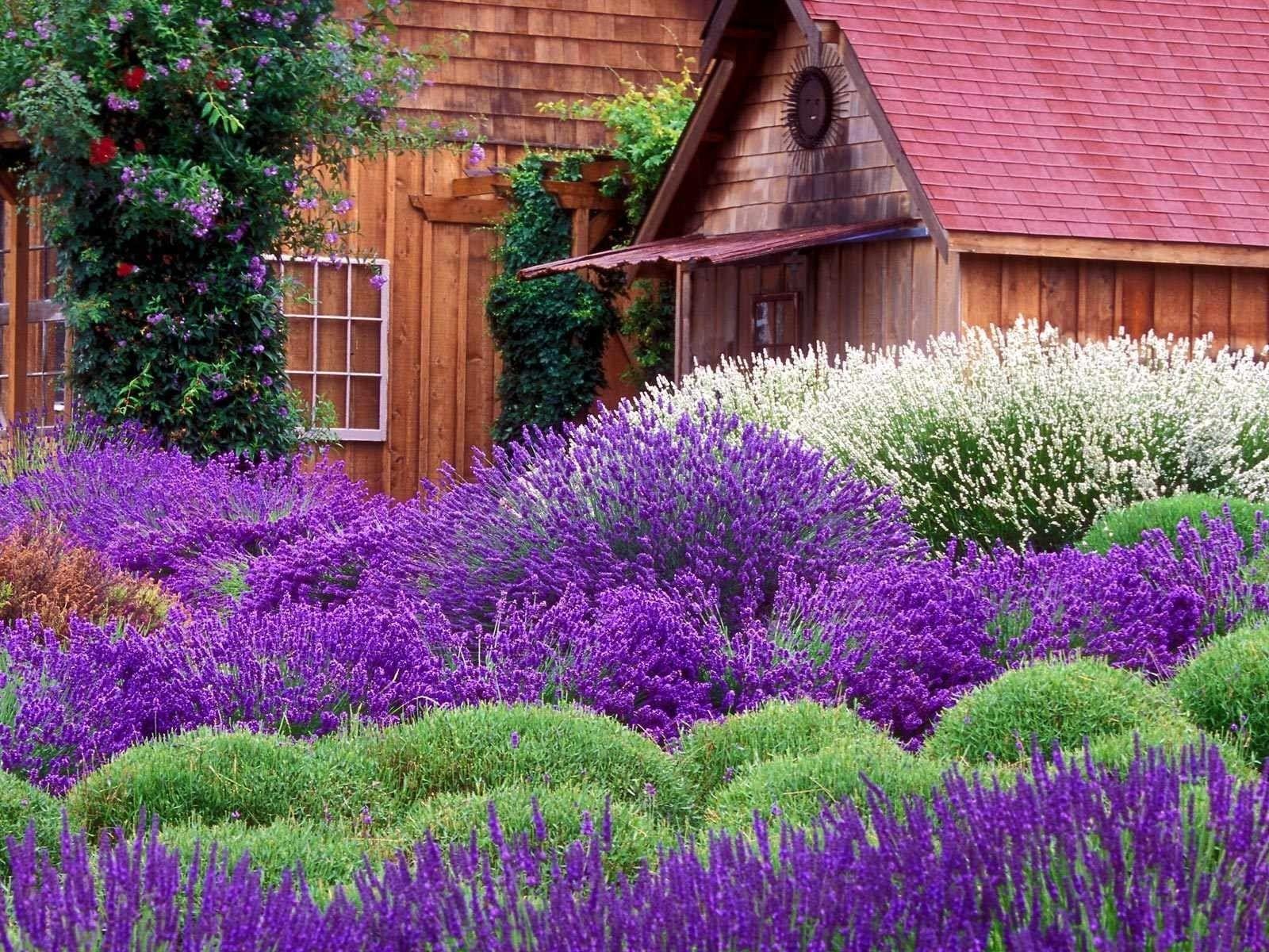 1600x1200 Lavender Cottage Wallpaper and Background Imagex1200