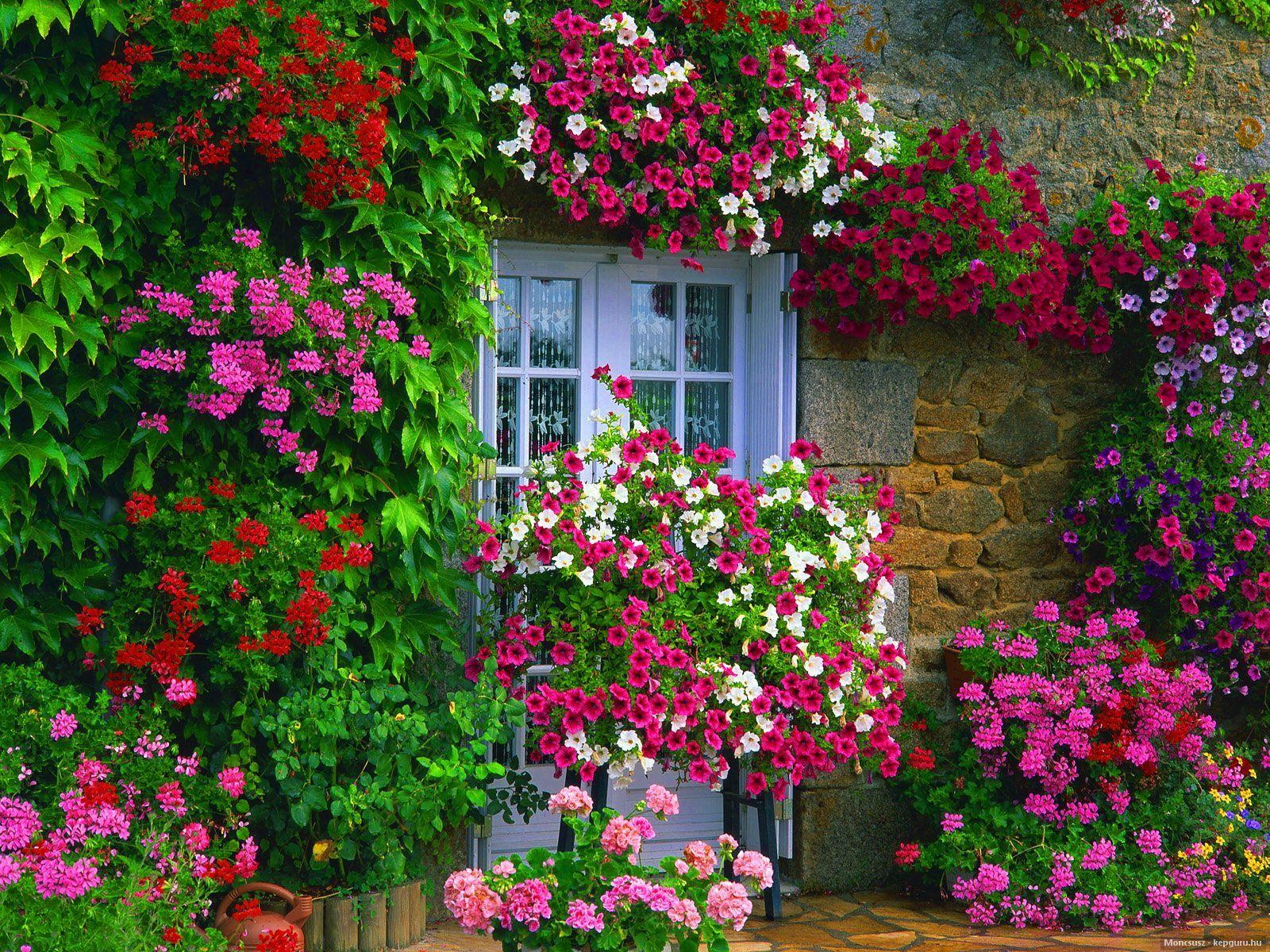 1600x1200 Full HD Flowers Garden Photo