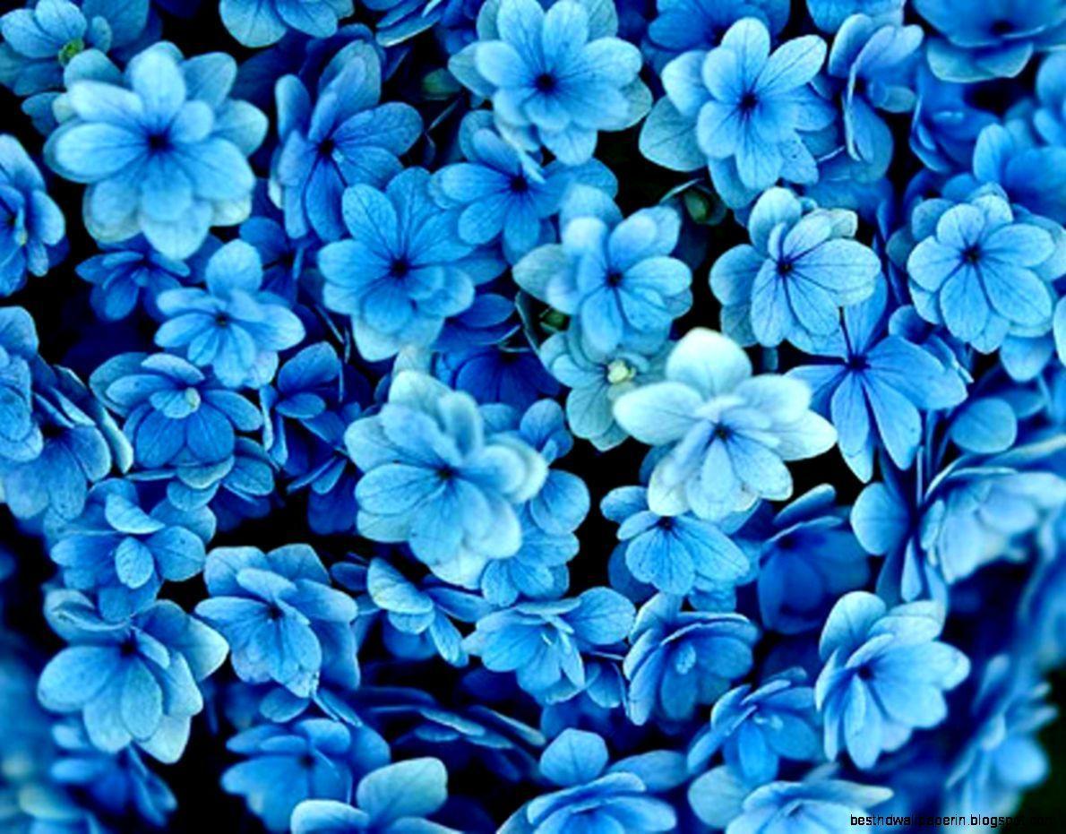Blue Flower Tumblr Wallpapers Top Free Blue Flower Tumblr Backgrounds Wallpaperaccess