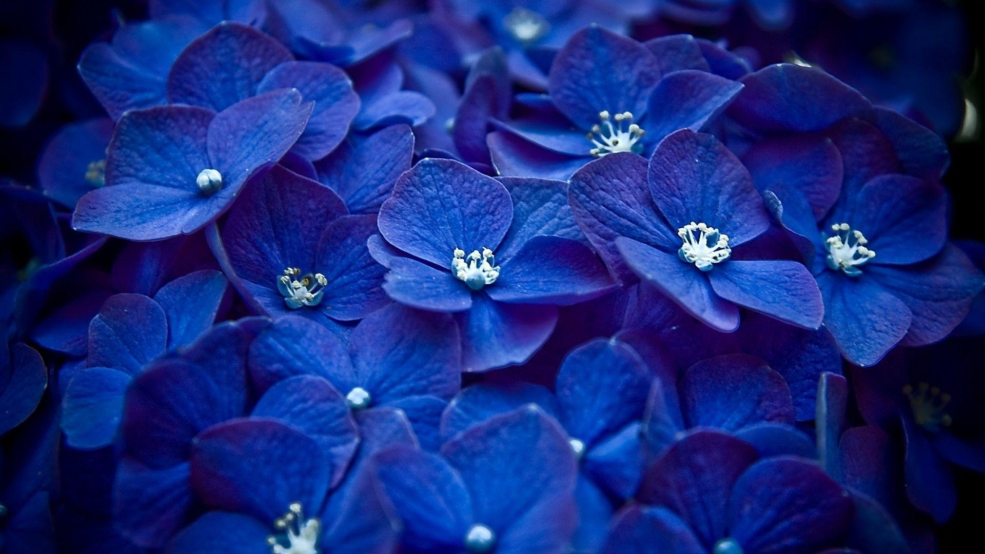 1920x1080 blue flowers hình nền miễn phí cho tumblr