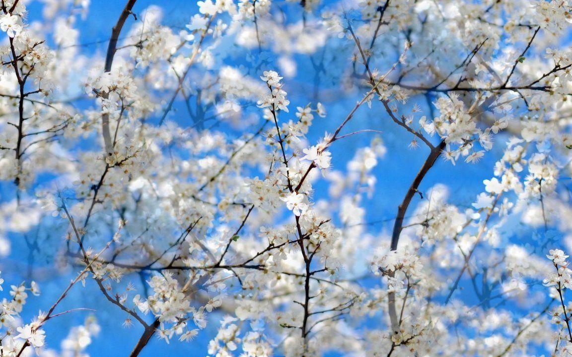 1152x720 Free Spring Flowers, Download Free Clip Art, Free Clip Art