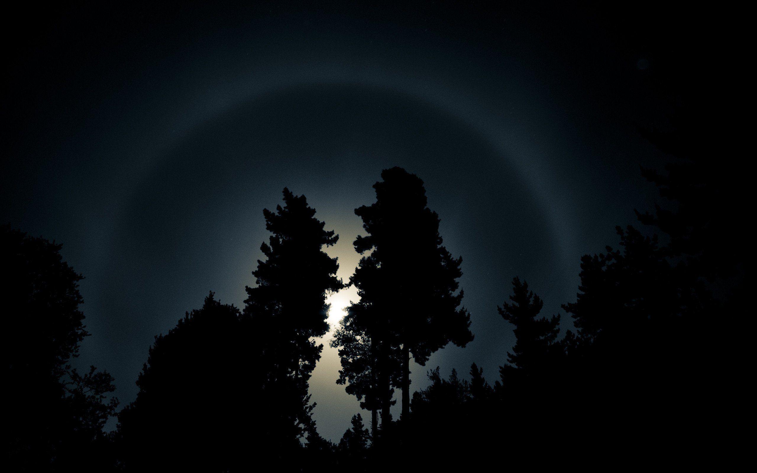 2560x1600 Night forest moon light wallpaperx1600