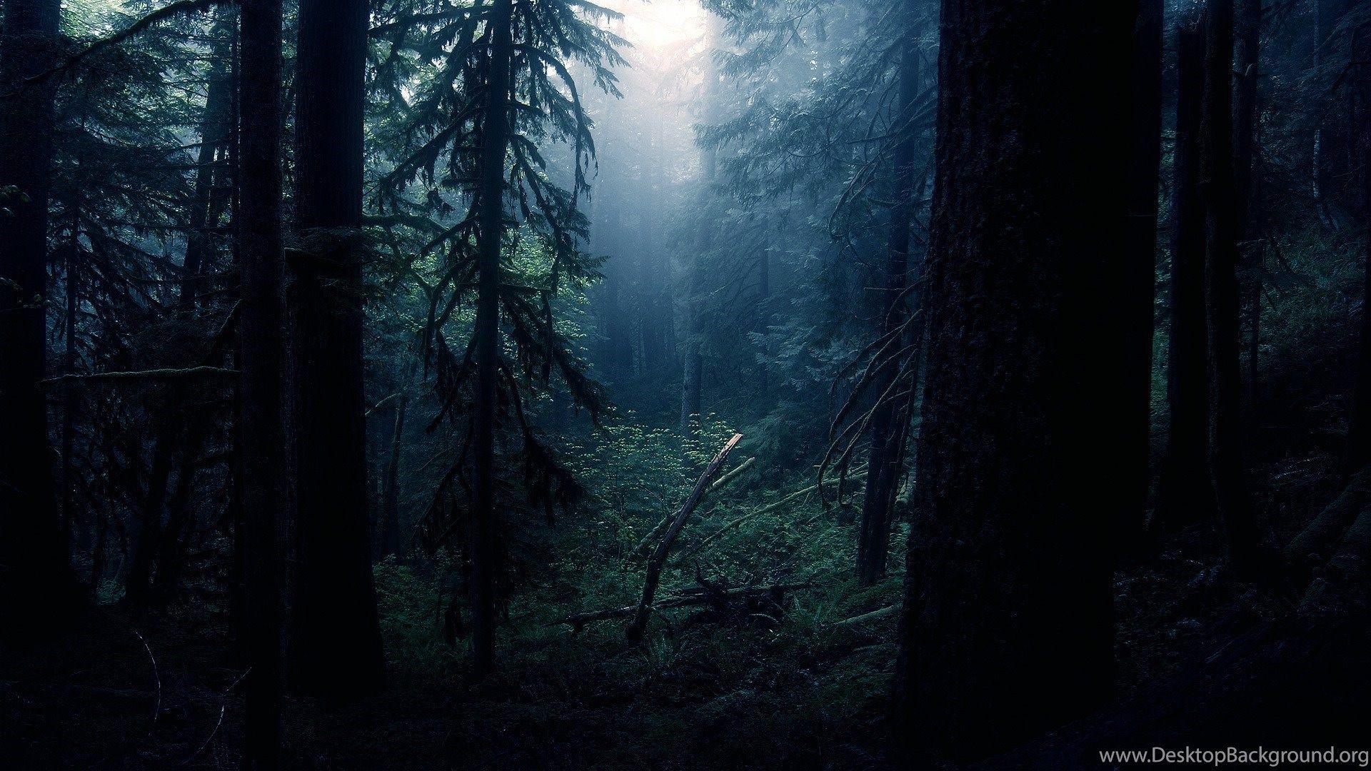1920x1080 2999) Dark Forest Moon Widescreen Desktop Wallpaper