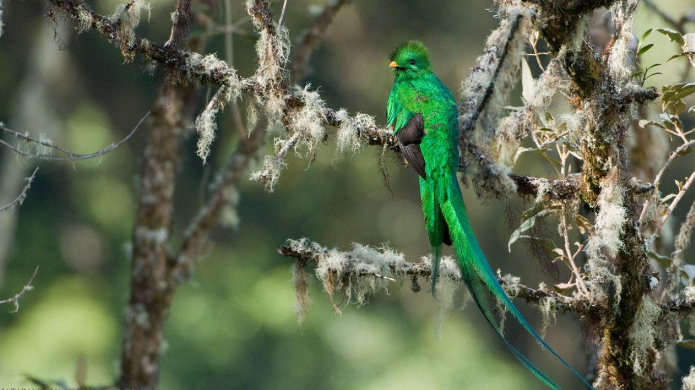 1366x768 Wallpaper Birds Of Paradise