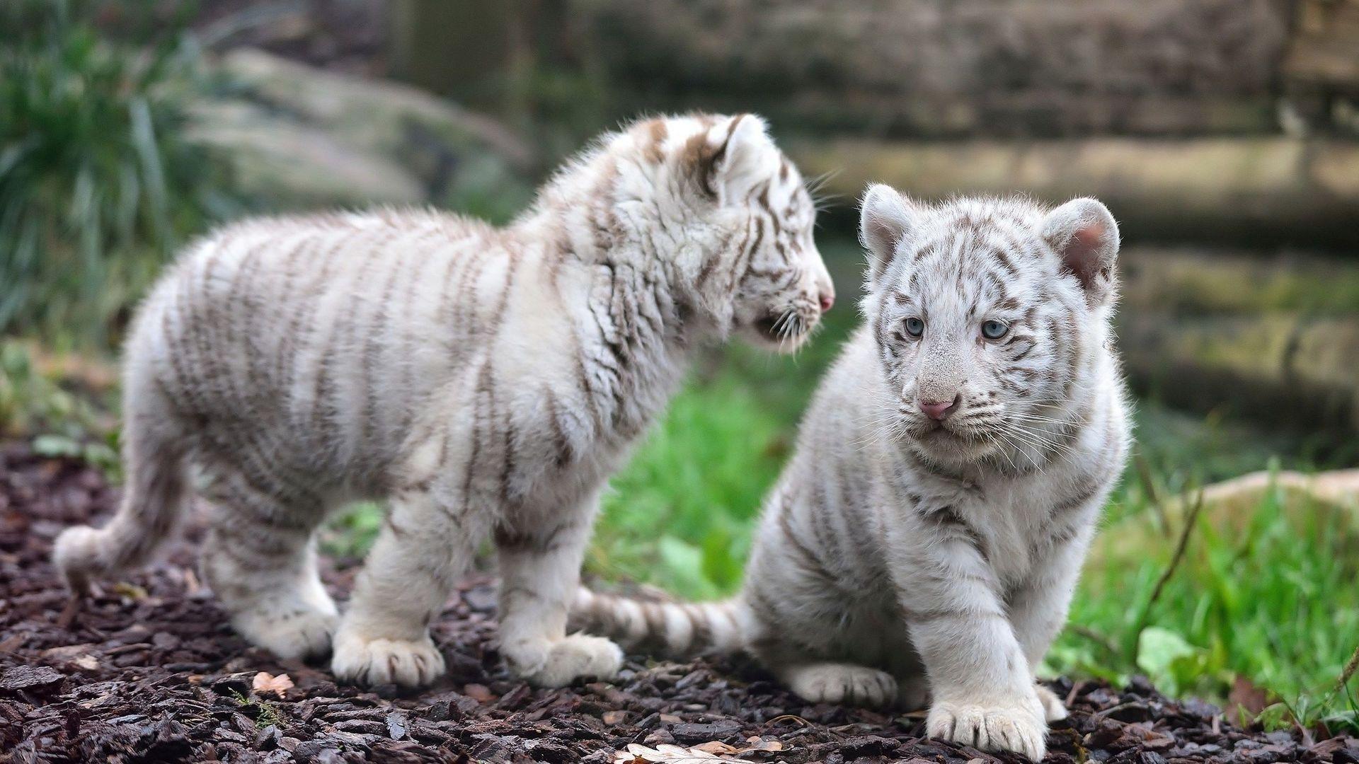 1920x1080 White Tiger HD Wallpaper