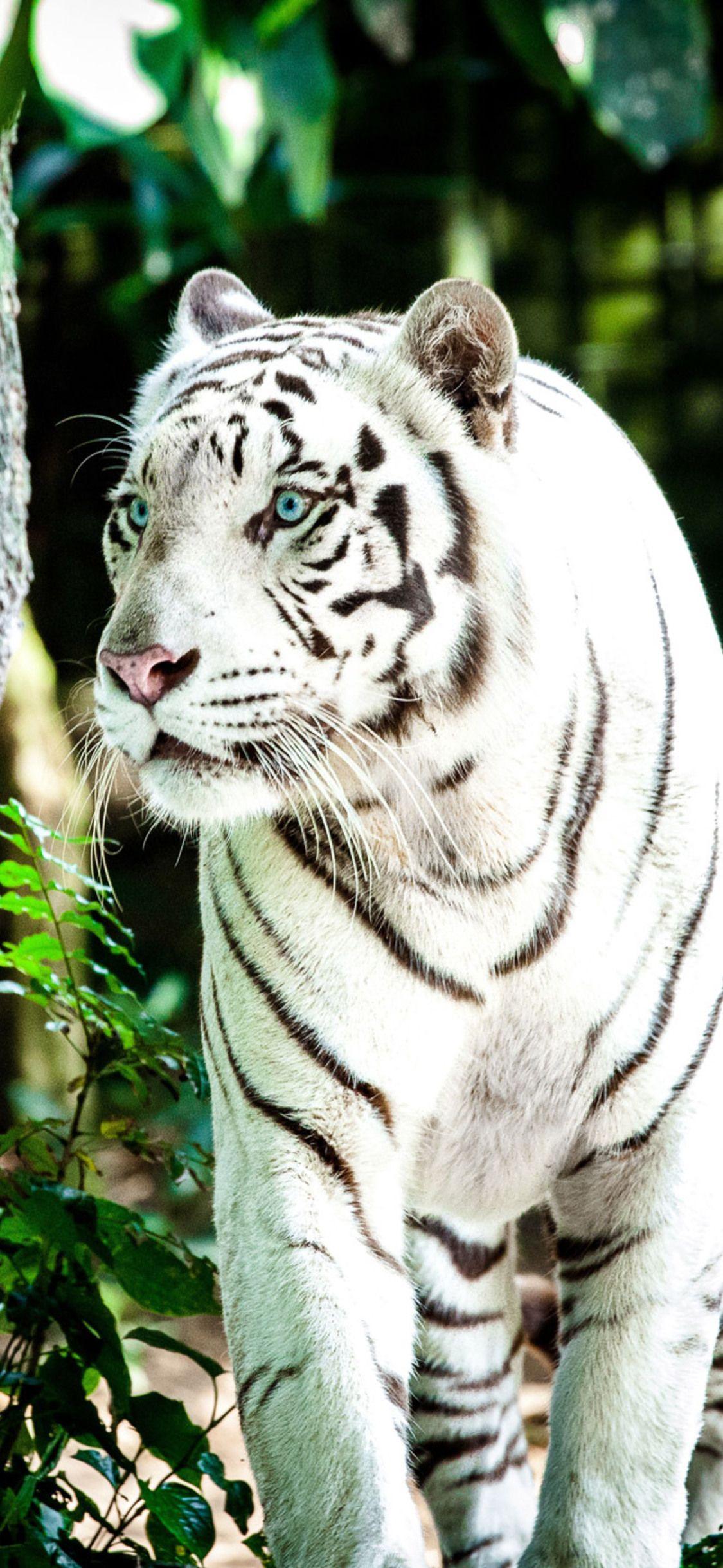 1125x2436 White Tiger 4k iPhone XS, iPhone iPhone X HD 4k