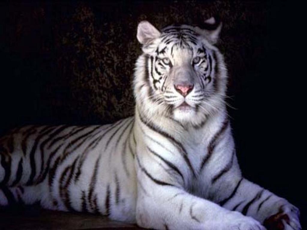 1024x768 Free download white tigers wallpaper white cute tigers two