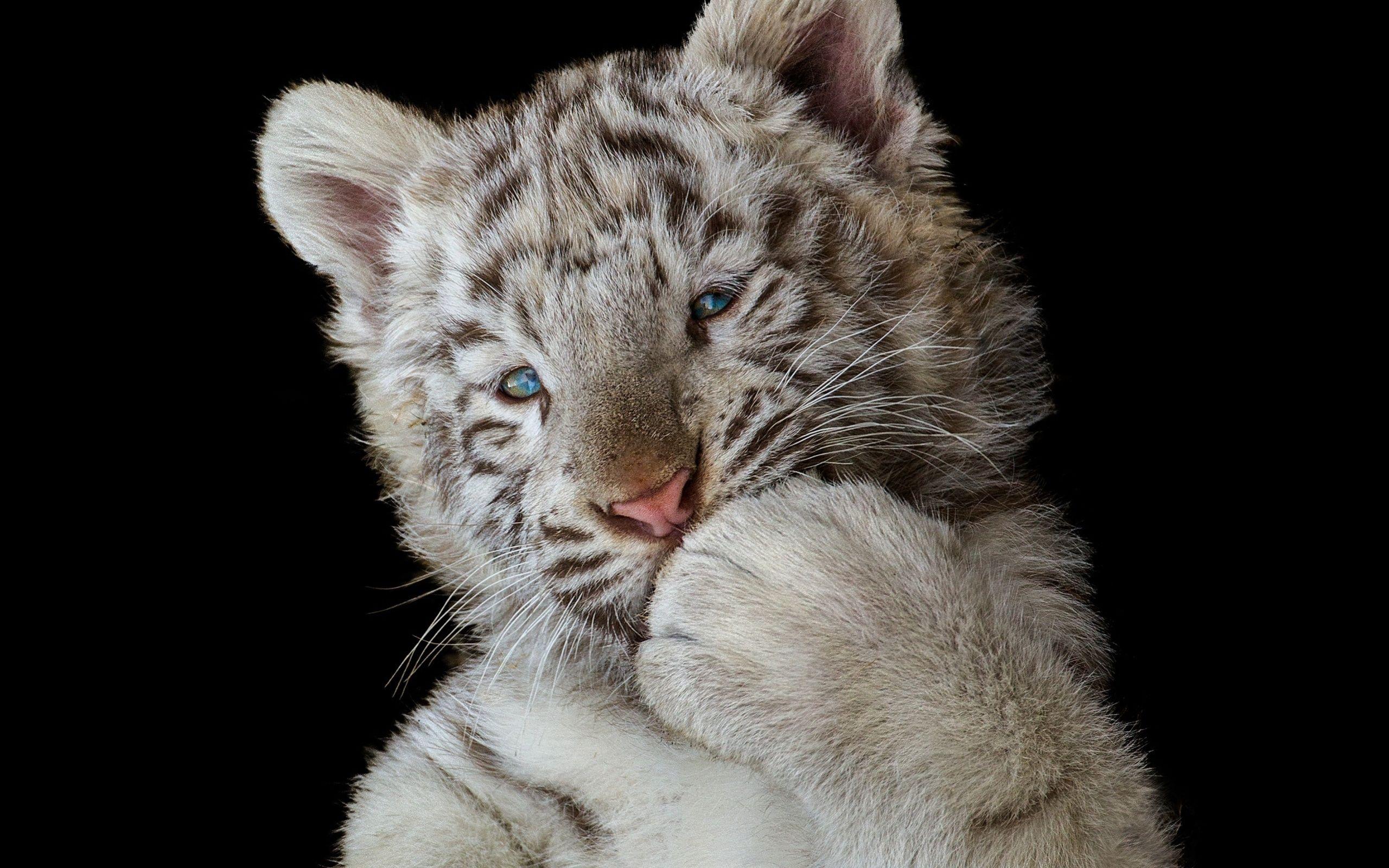 2560x1600 Cute White Tiger Cub 2560x1600 Resolution HD 4k