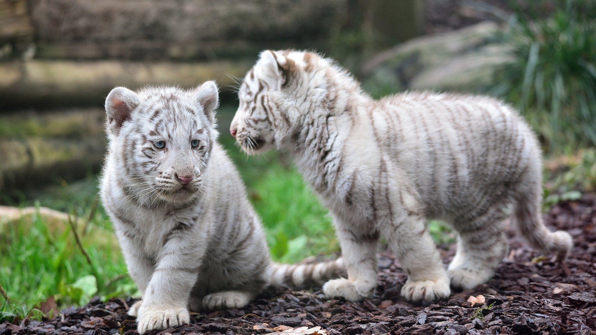 1920x1080 Baby White Tiger wallpaperx1080