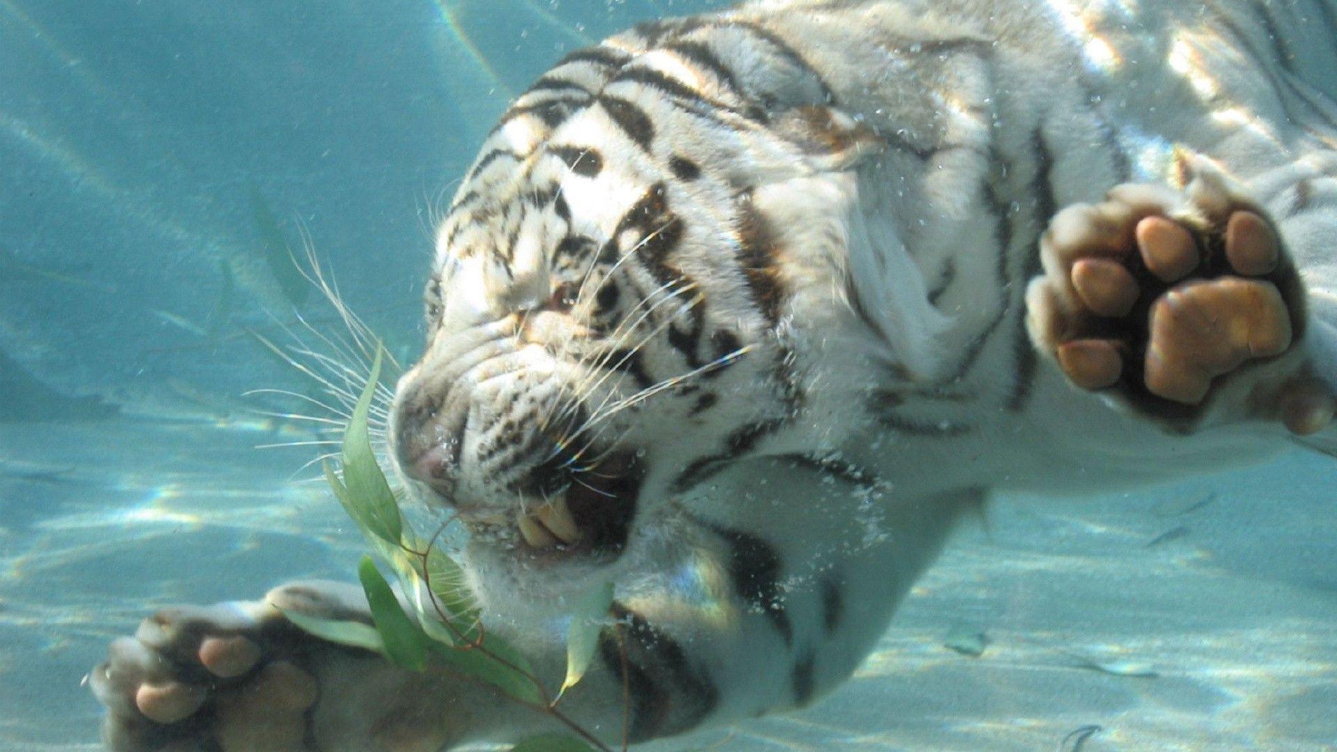 1920x1080 Animals Tigers White Tiger Swimming Wallpaper Art HD Tiger
