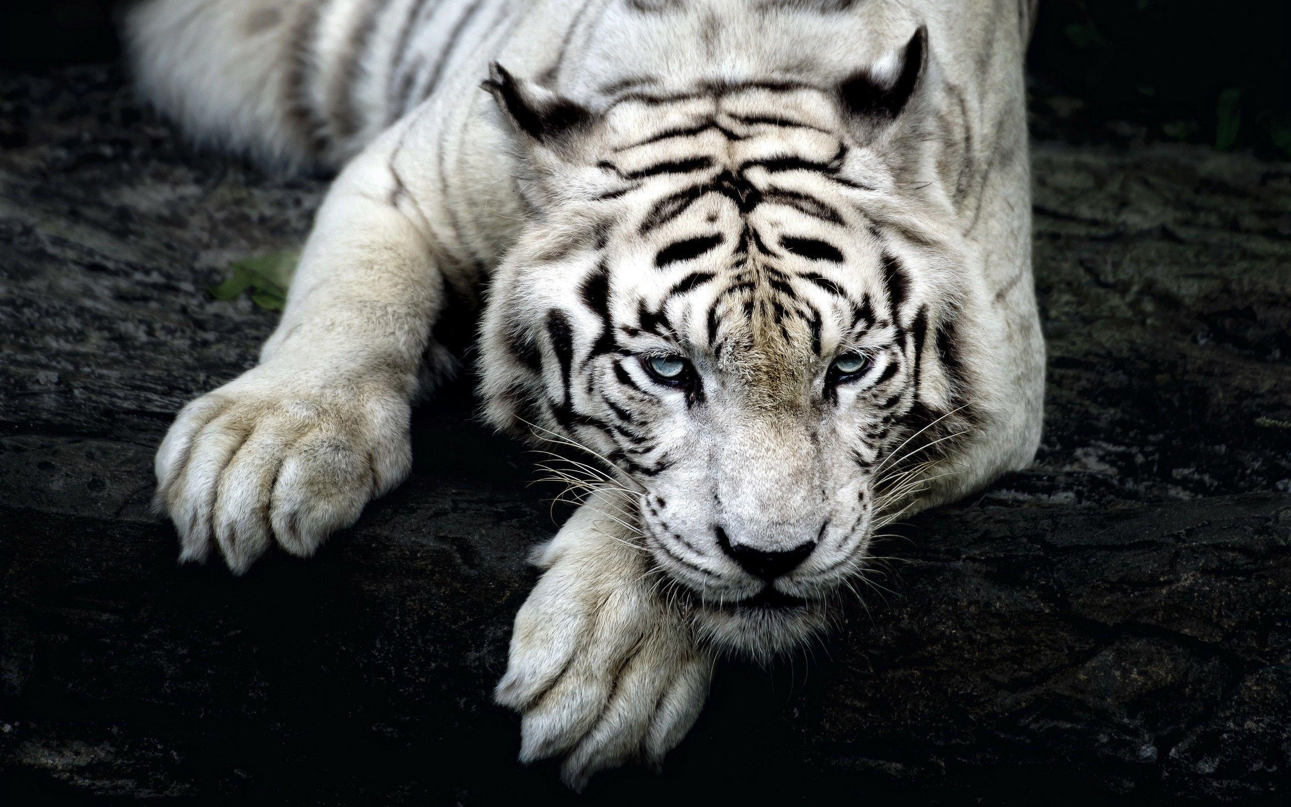 2560x1600 White Tiger Wallpaper