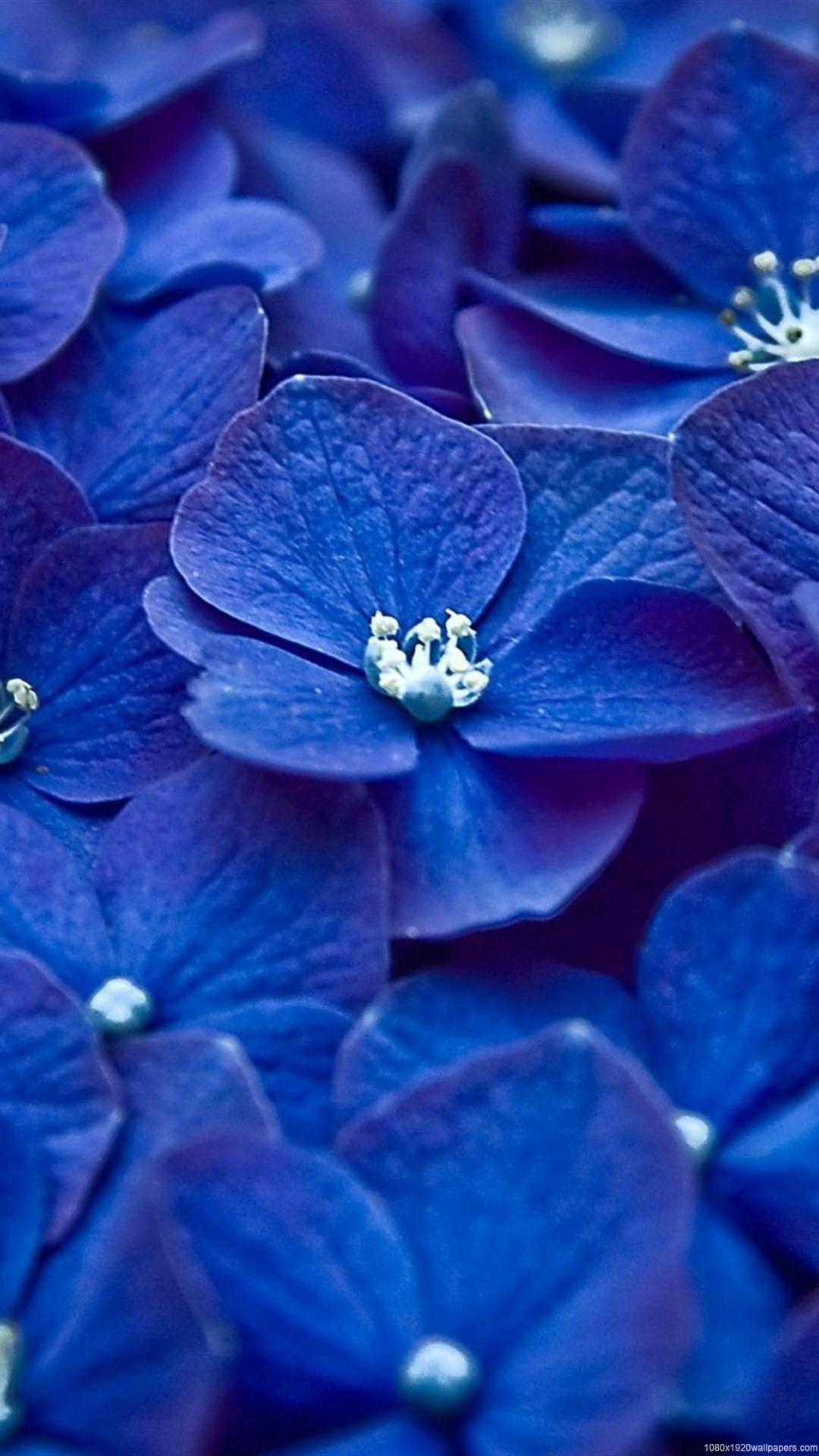 1080x1920 Flowers Blue White Wallpaper HD