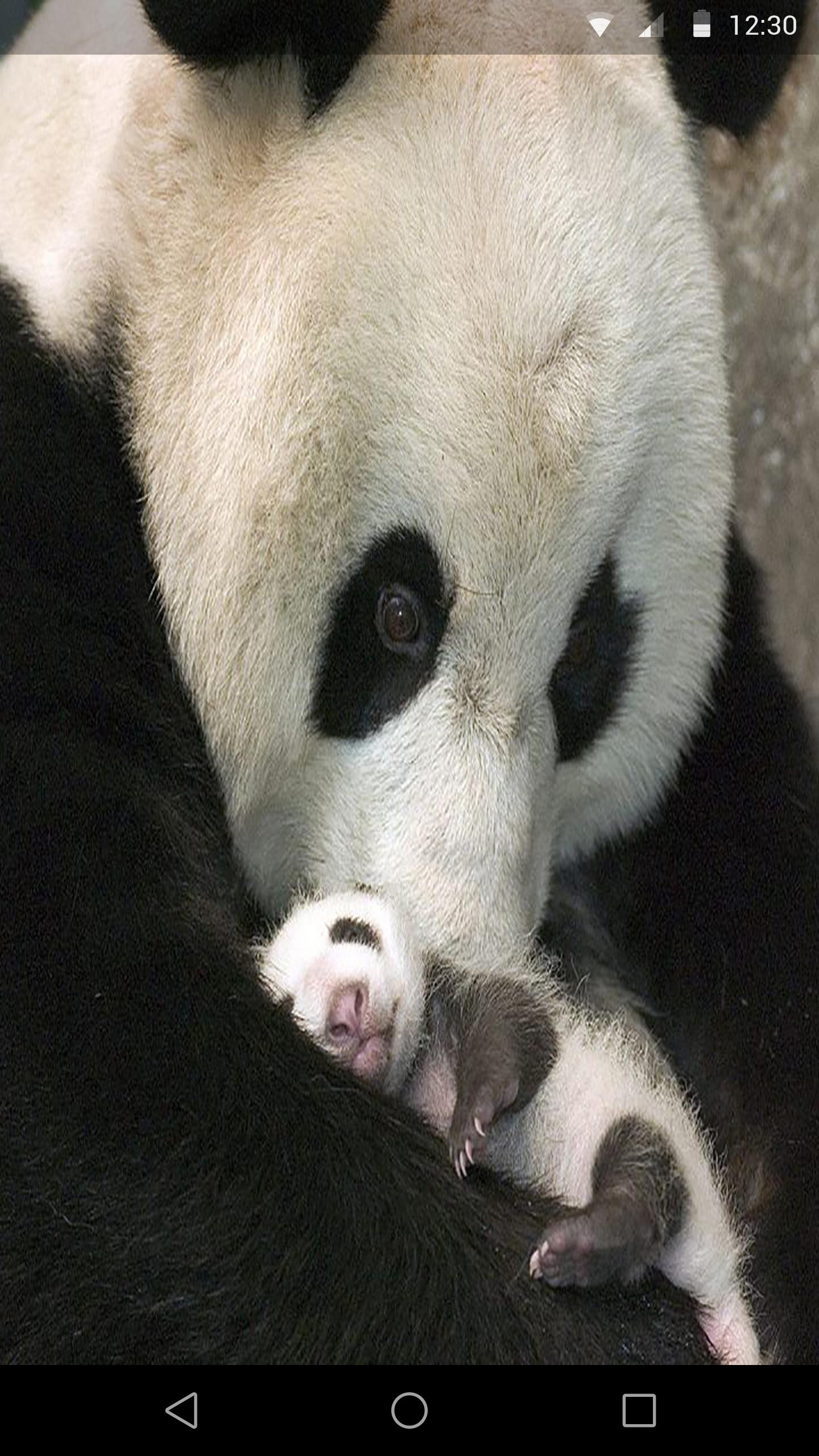 1440x2560 Panda Live Wallpaper for Android
