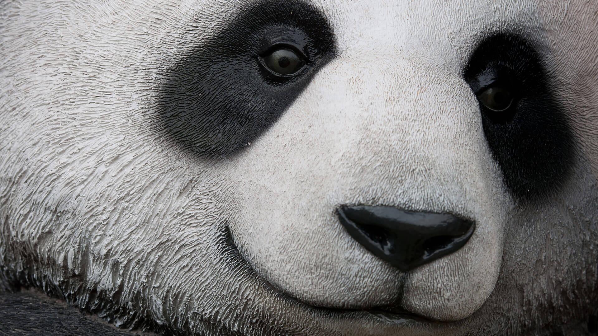 1920x1080 Panda 4.1 - Google's 28th Panda Update - Is Rolling Out