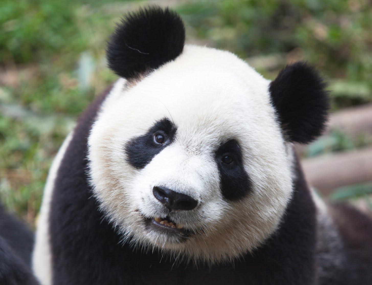 1455x1114 Panda wallpaper, Animal, HQ Panda pictureK Wallpaper 2019