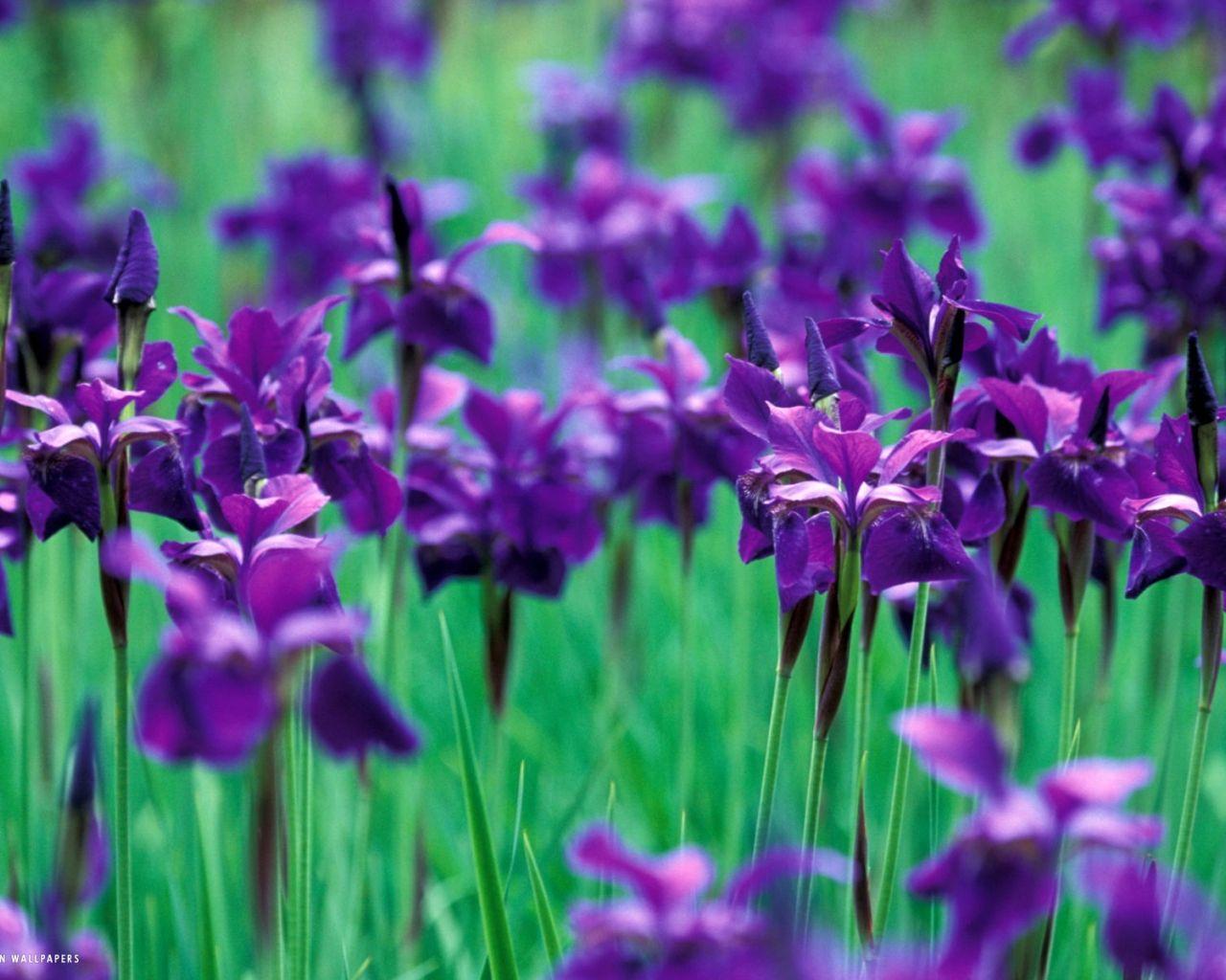 1280x1024 Free download iris flower wallpaper definition