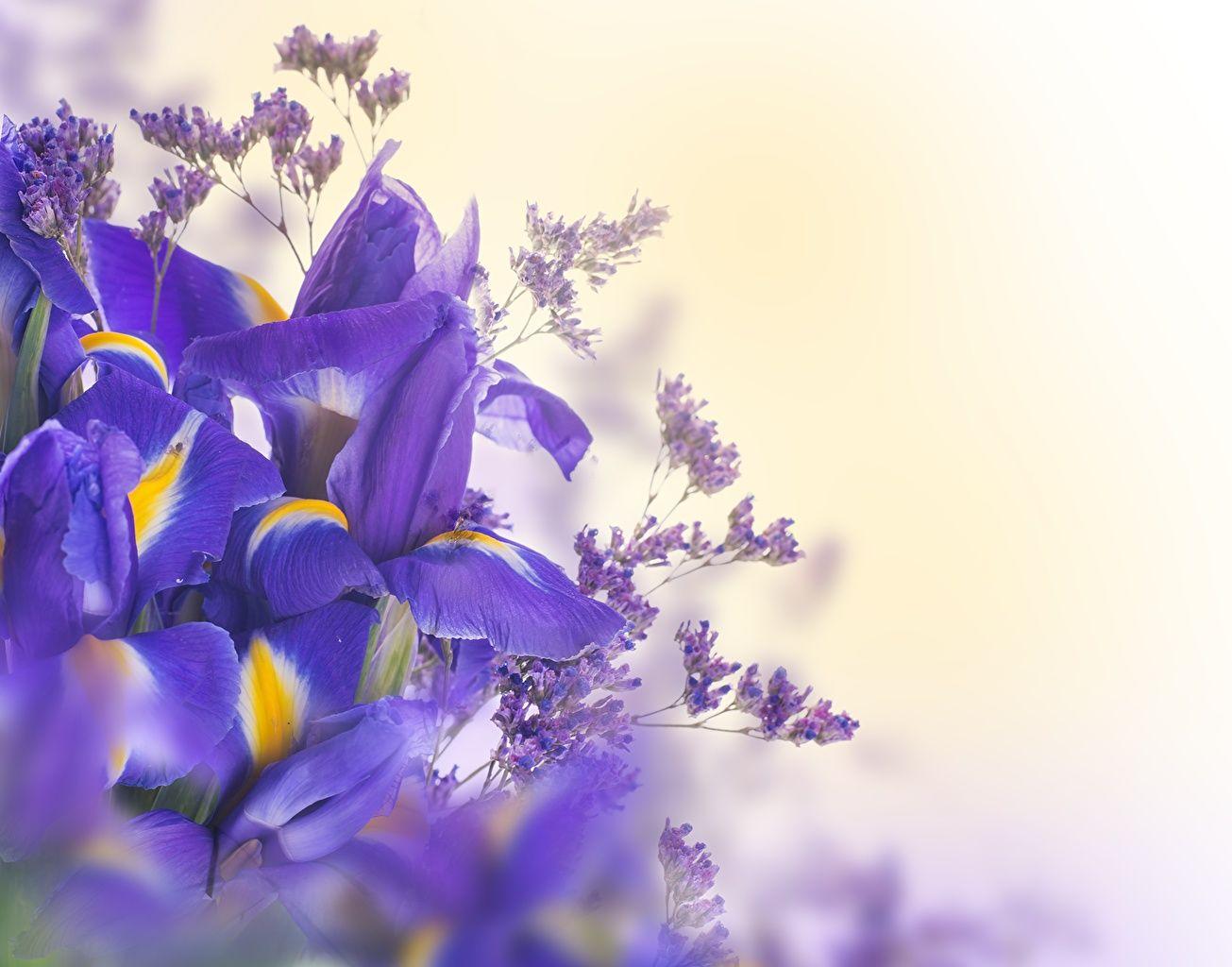 Iris Flower Wallpapers - Top Free Iris Flower Backgrounds - WallpaperAccess