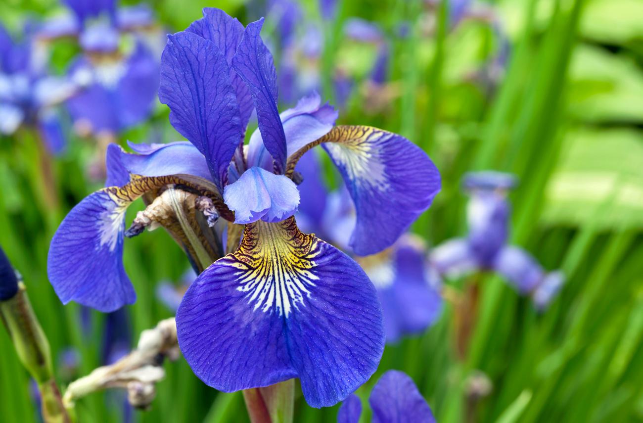 Iris Flower Wallpapers - Top Free Iris Flower Backgrounds - WallpaperAccess