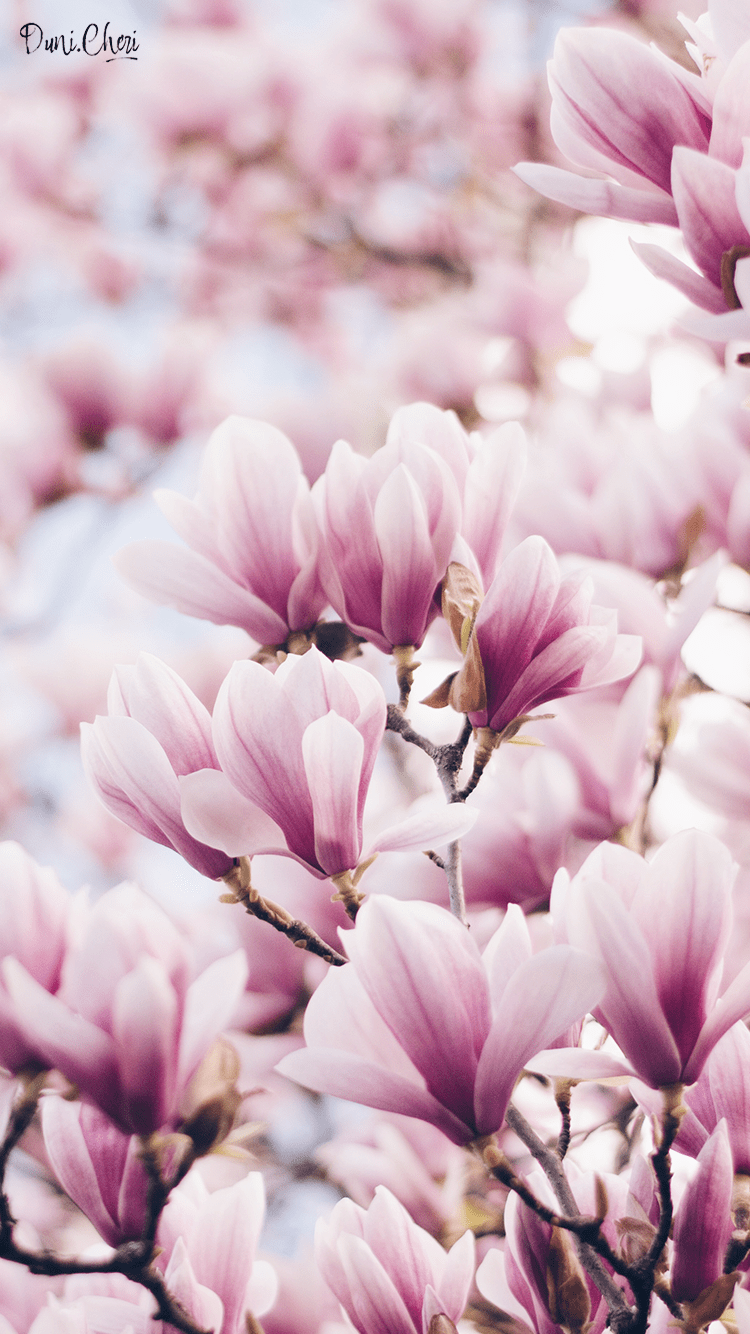 750x1334 magnolia wallpaper pink mobile. Magnolia wallpaper, Spring