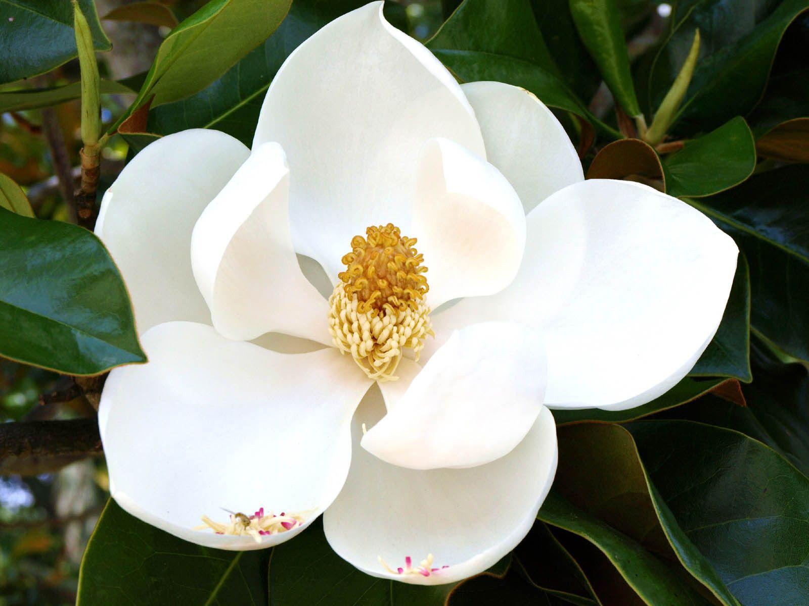 1600x1200 Free download magnolia flower wallpaper magnolia flower wallpaper