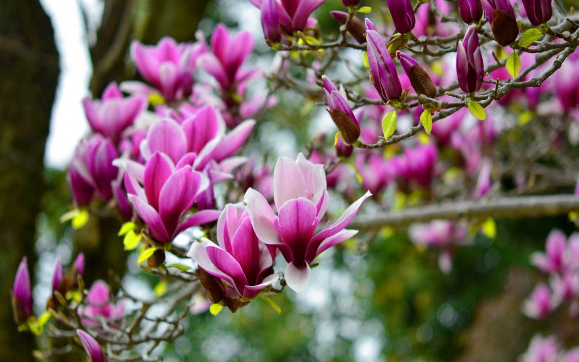 1920x1200 Magnolia Flower Wallpaper Image Of Flowers Image Flower Picture