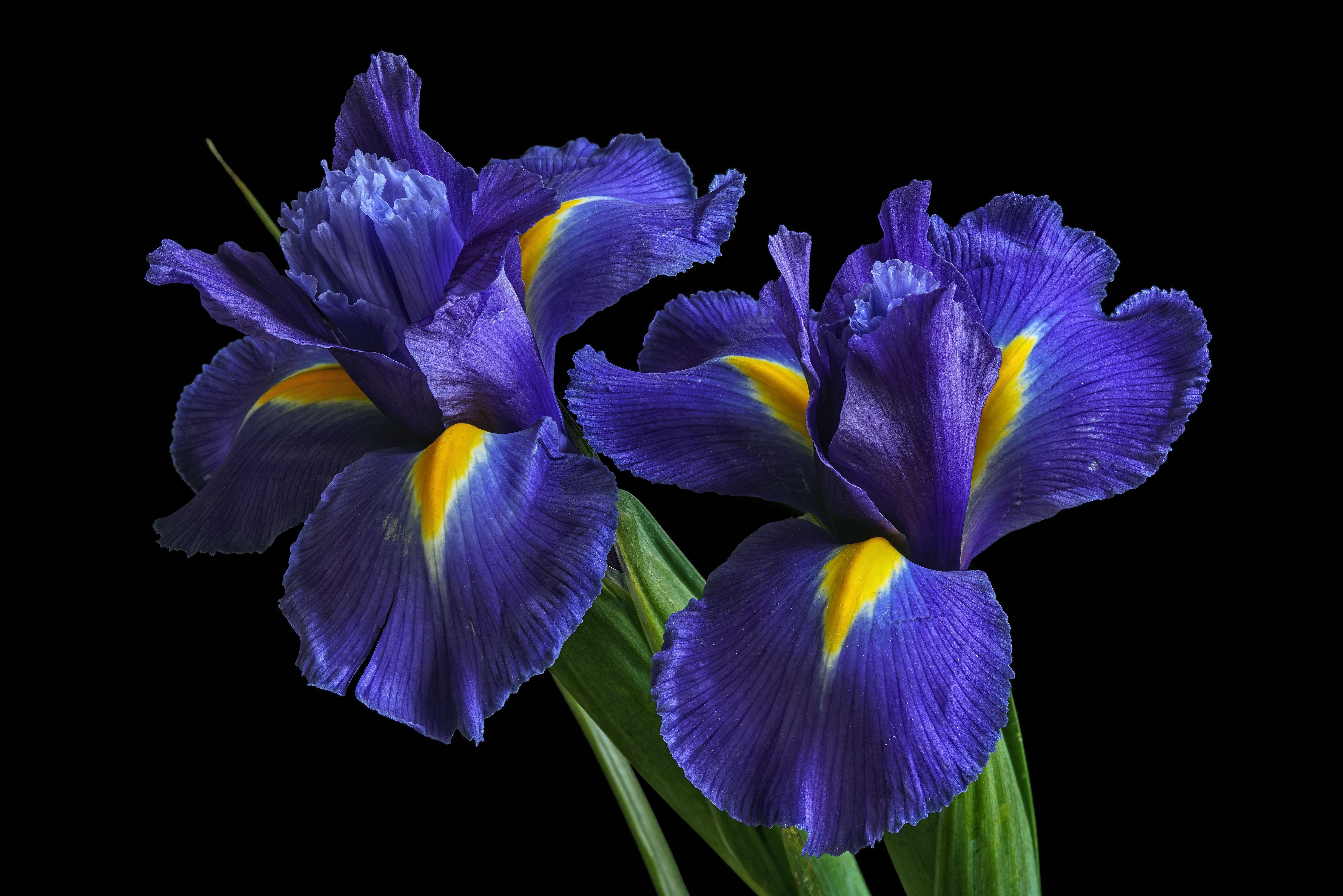 Iris Flower Wallpapers - Top Free Iris Flower Backgrounds - WallpaperAccess