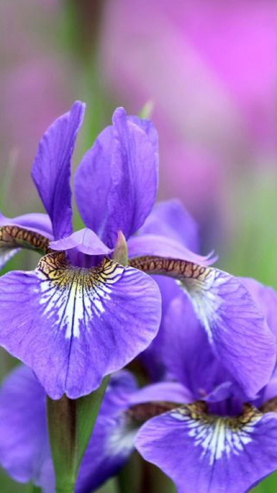 1080x1920 Iris Flower Wallpaper HD for Android