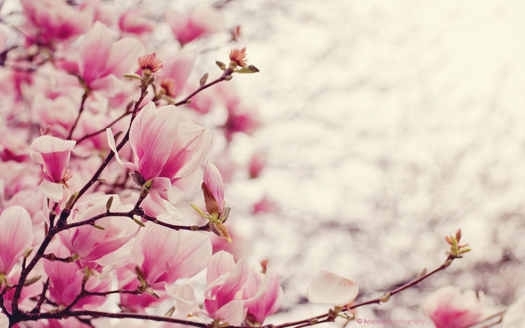 Magnolia Flower Wallpapers - Top Free Magnolia Flower Backgrounds