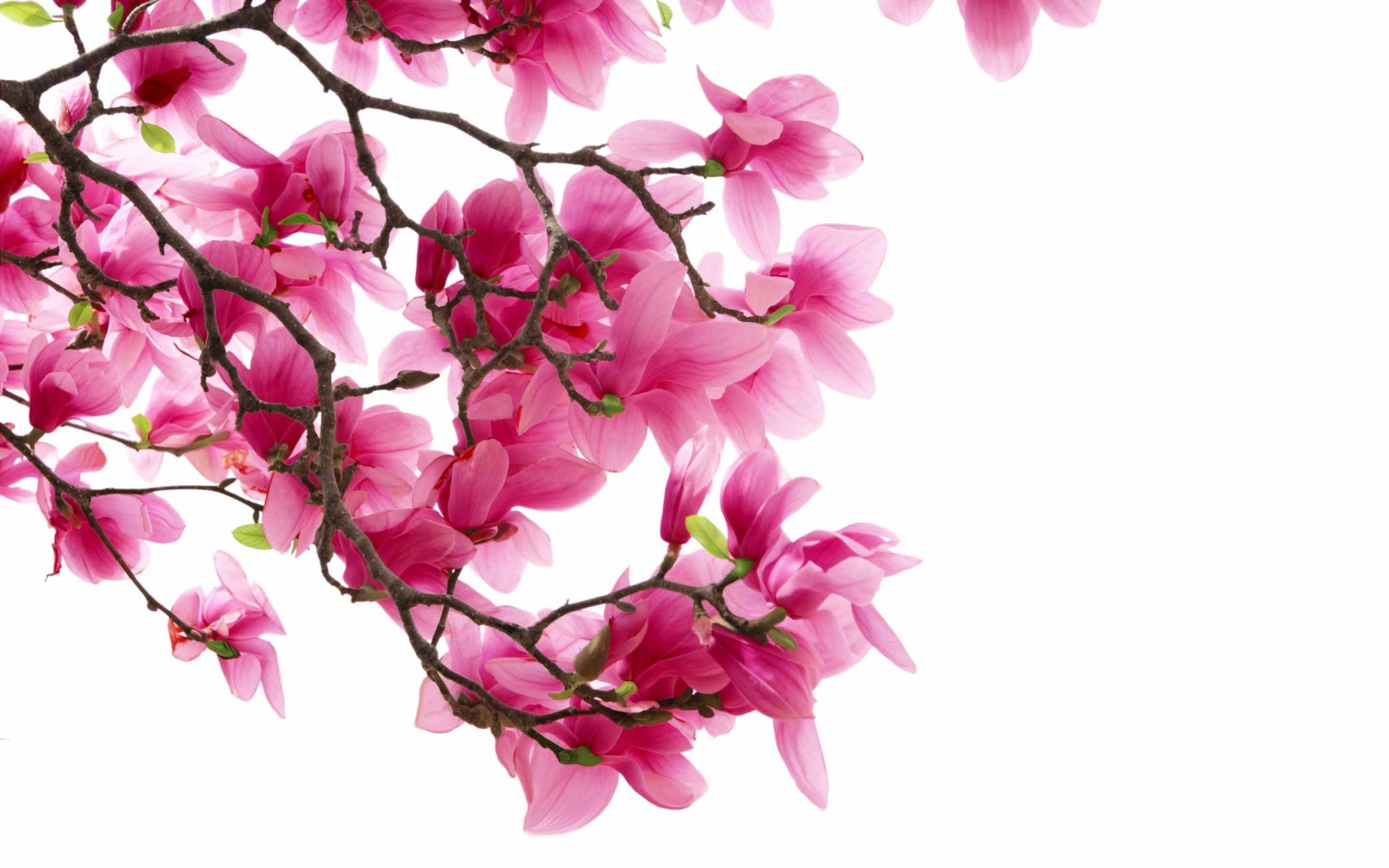 2560x1600 Pink Magnolia Flowers Mac Wallpaper Download