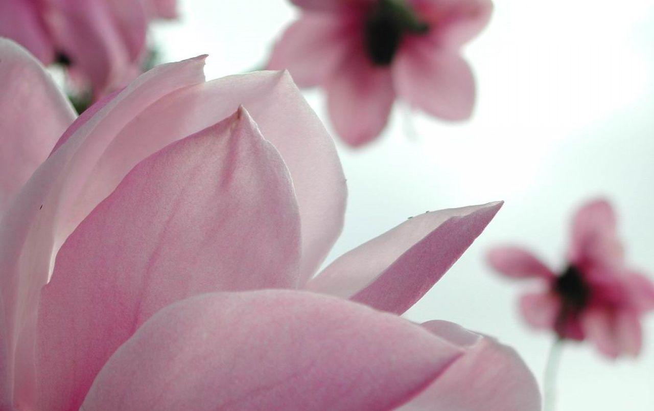 1280x804 Magnolia Flower wallpaper. Magnolia Flower