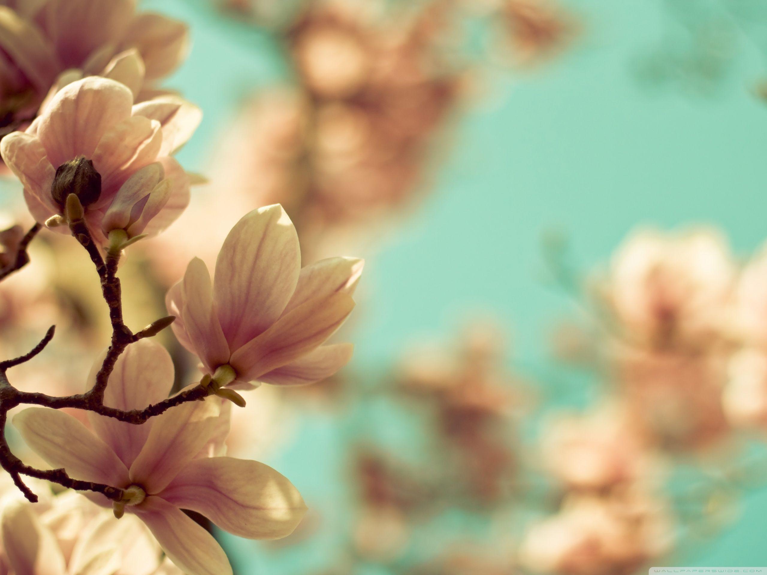 Magnolia Wallpapers - Top Free Magnolia Backgrounds - WallpaperAccess