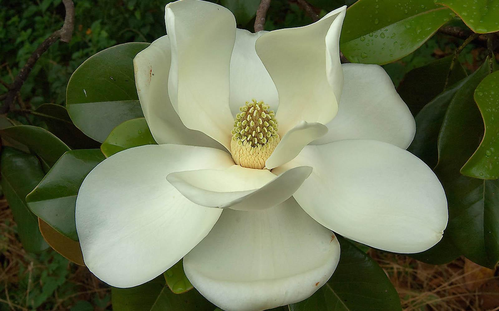1600x1000 Magnolia Flower Wallpaper