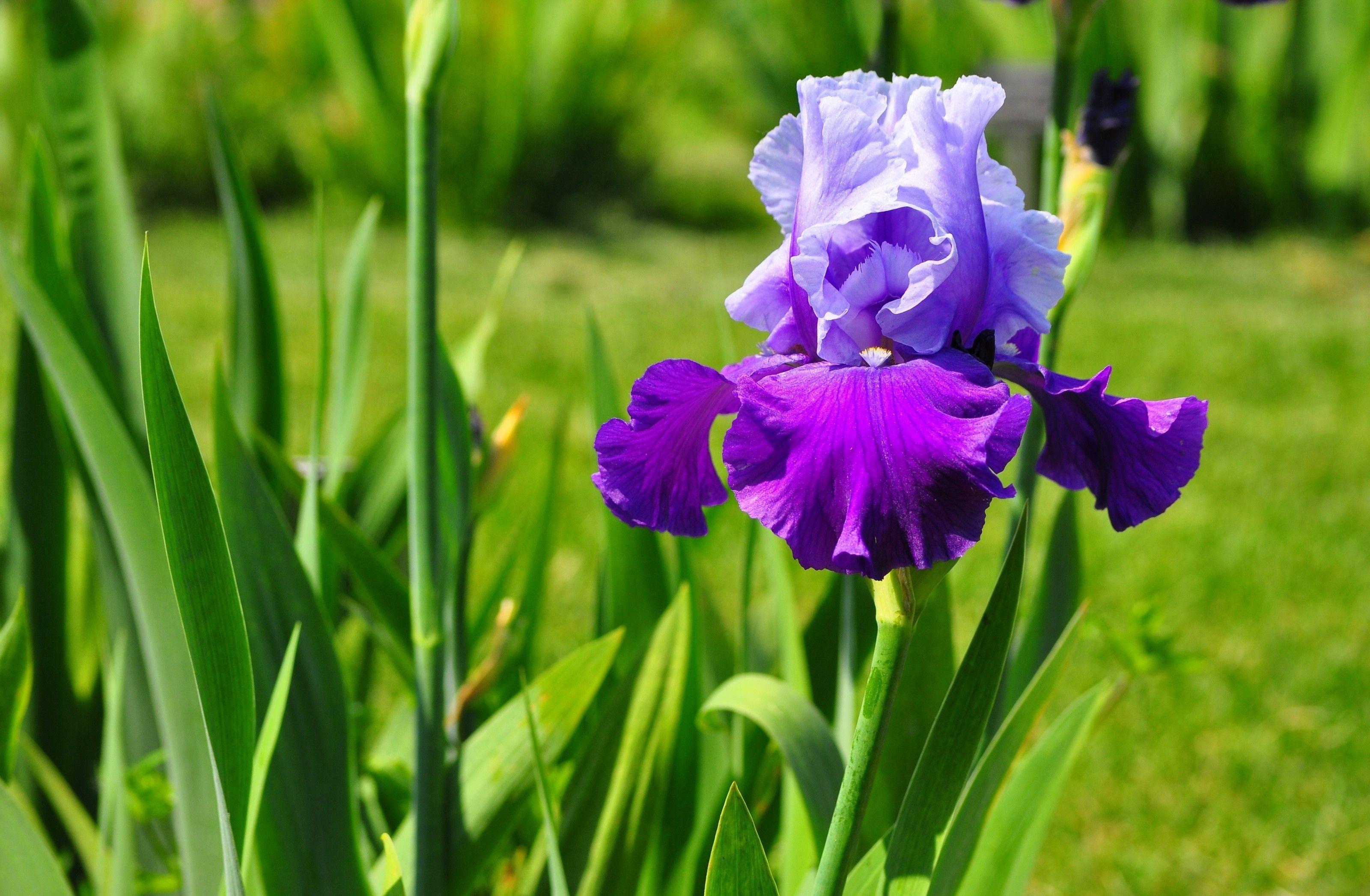 3200x2095 Iris HD Wallpaper and Background Image