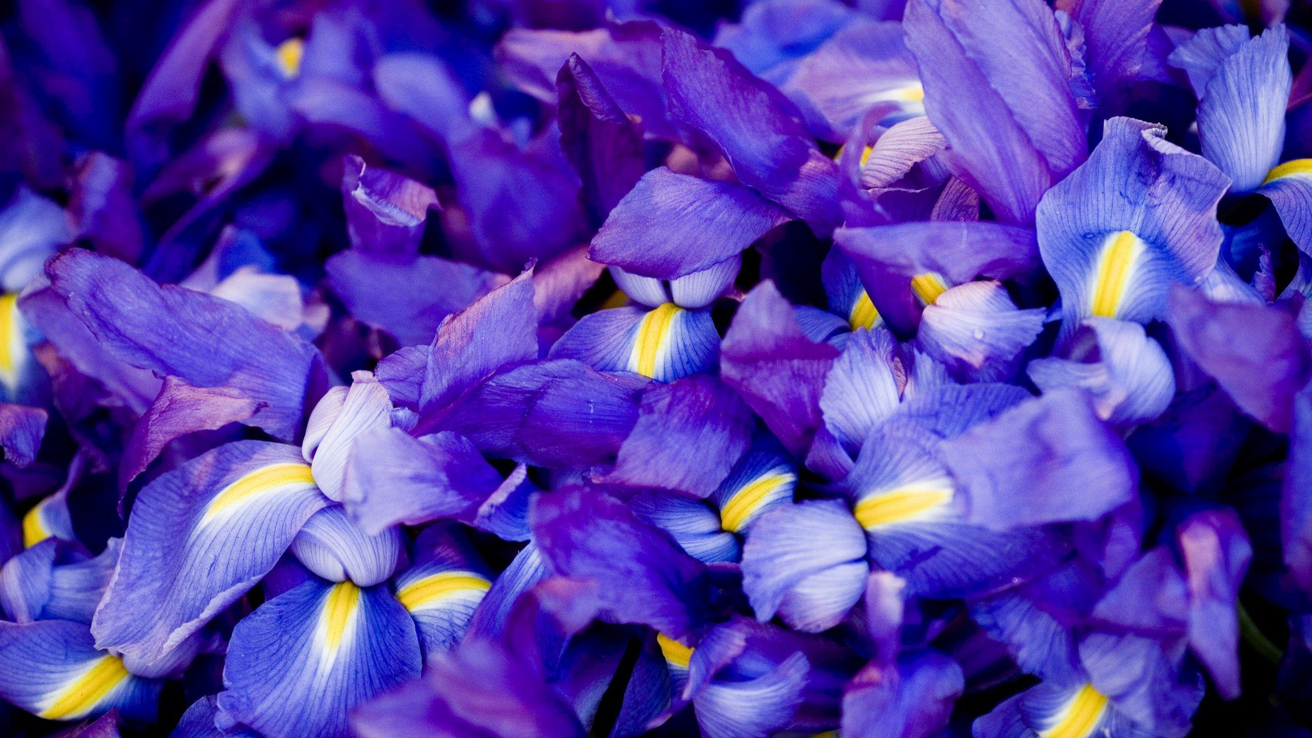 2560x1440 Wallpaper Iris, 5k, 4k wallpaper, macro, flowers, purple, OS